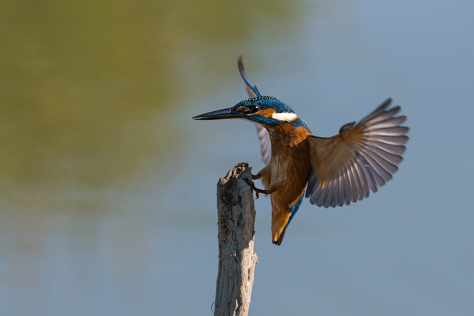 e' sempre l'ora di un martino.