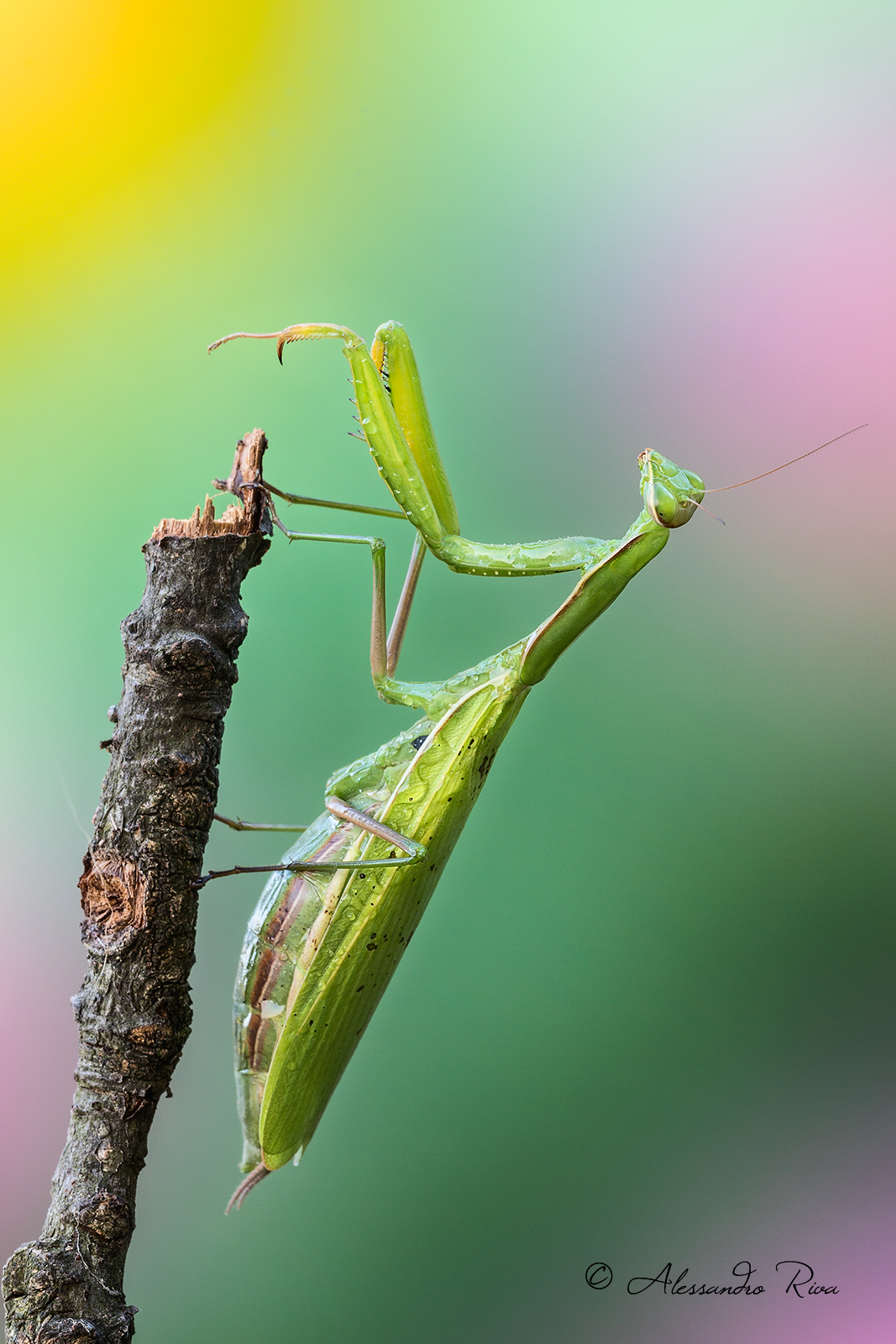 Praying mantis