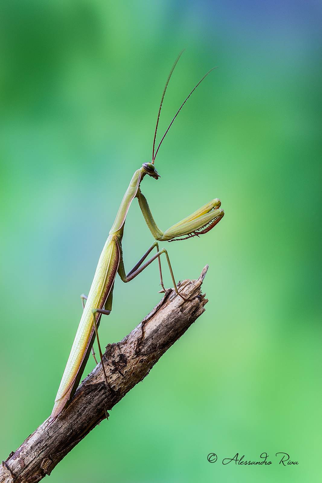 Praying mantis