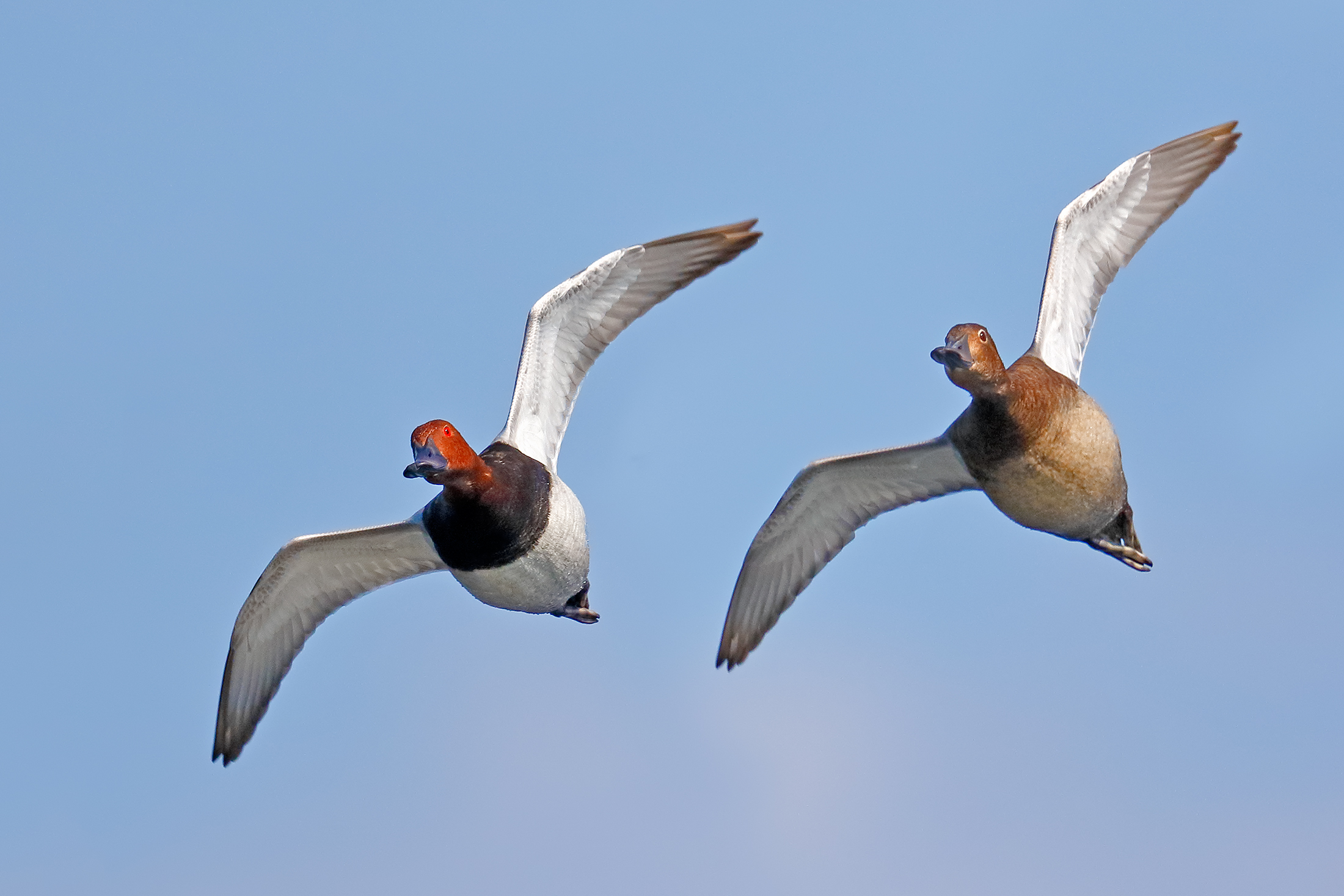 Moriglioni in flight - couple
