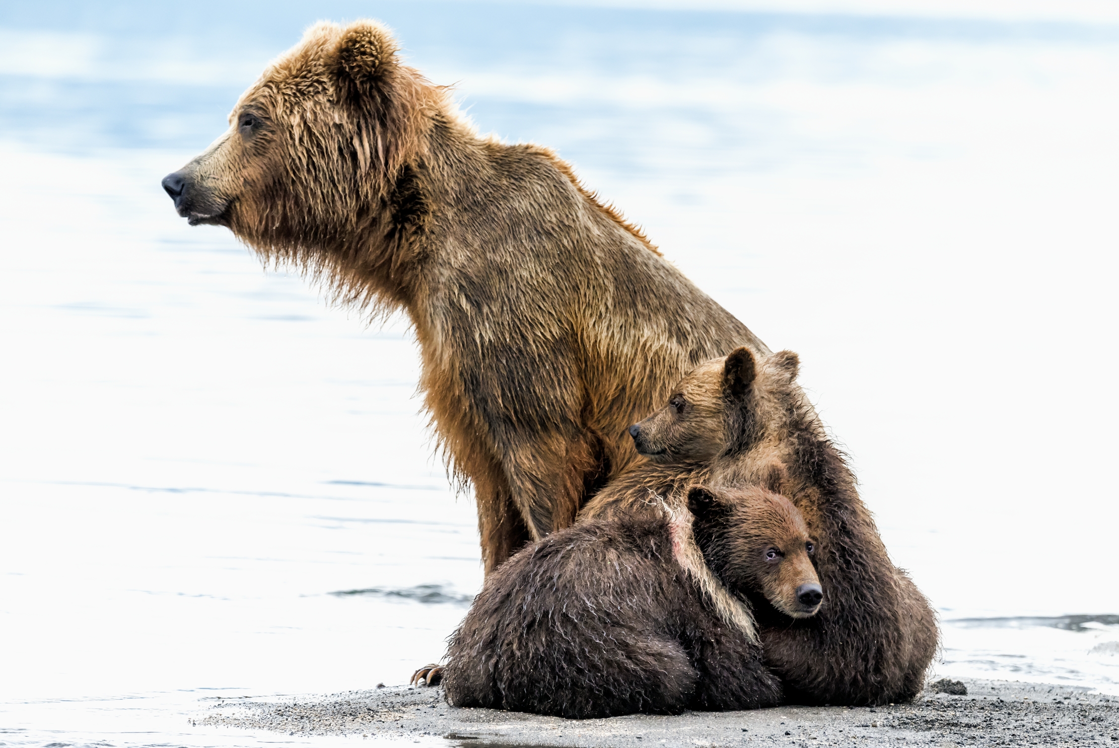 Kamchatka 2016 - Bear
