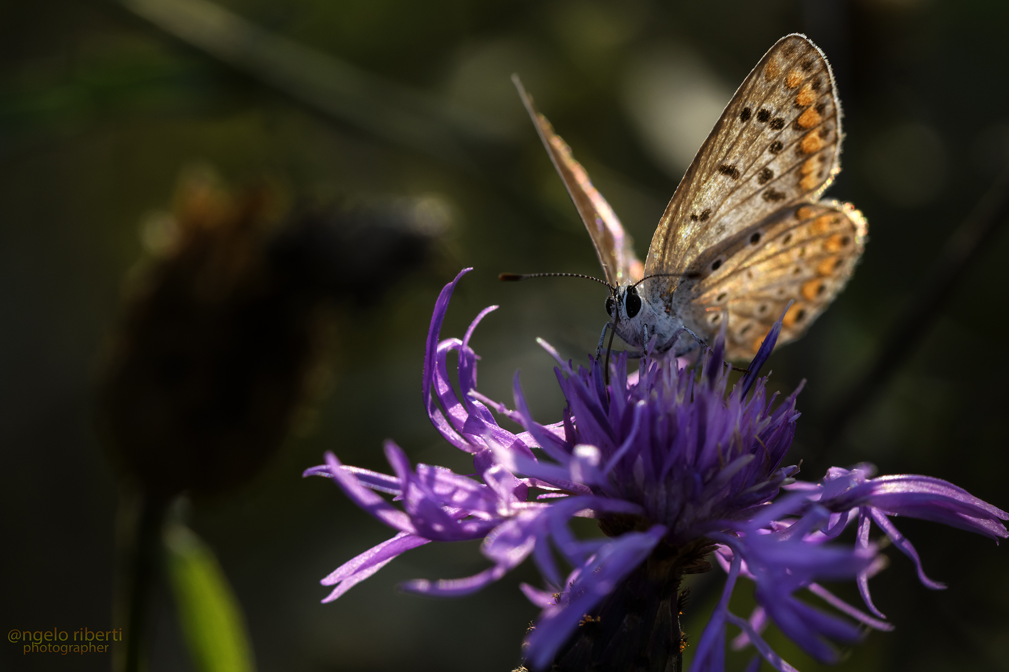 ... But where flights butterfly ...