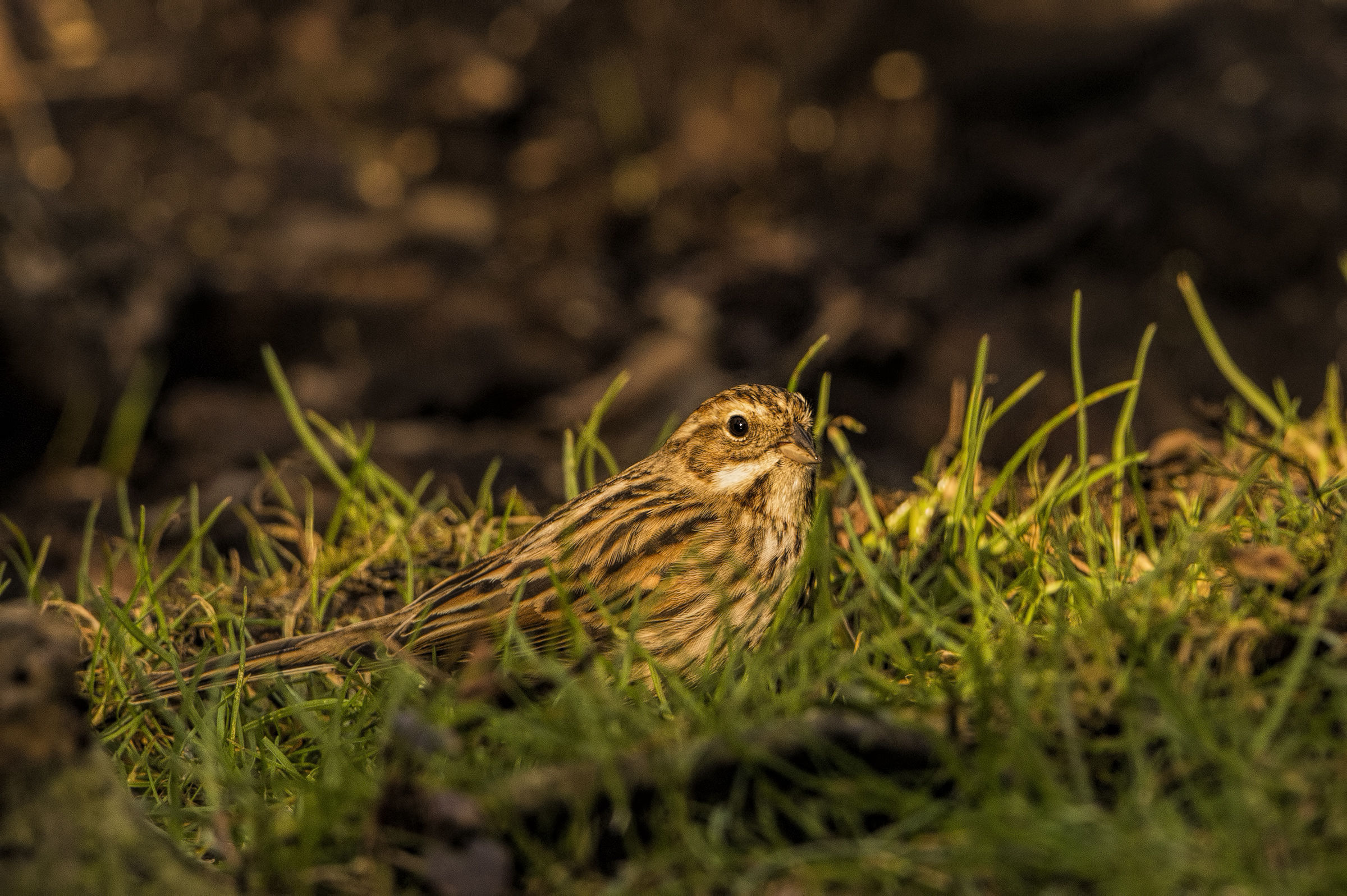 L'ultimo raggio di sole
