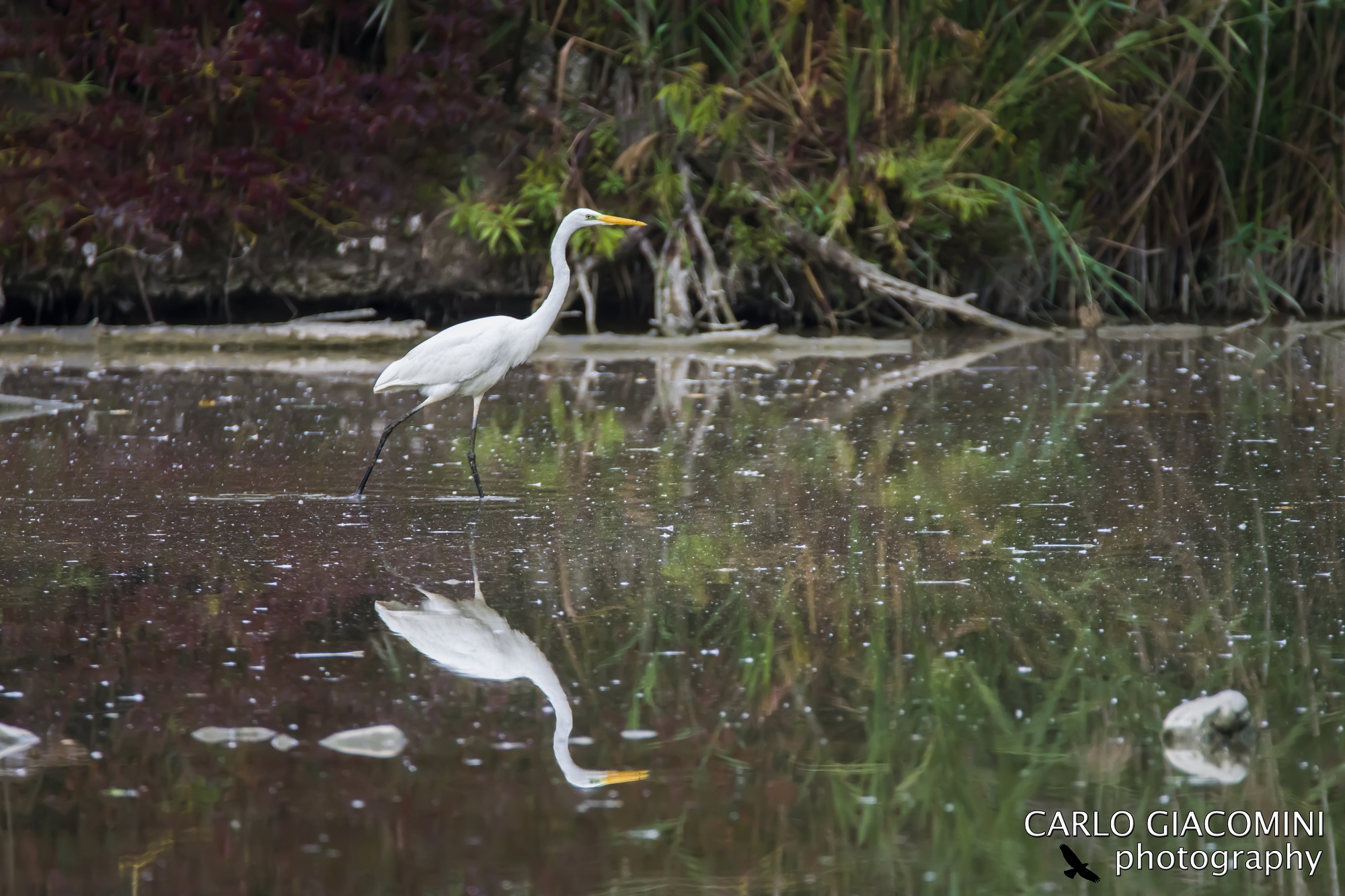 Great Egret