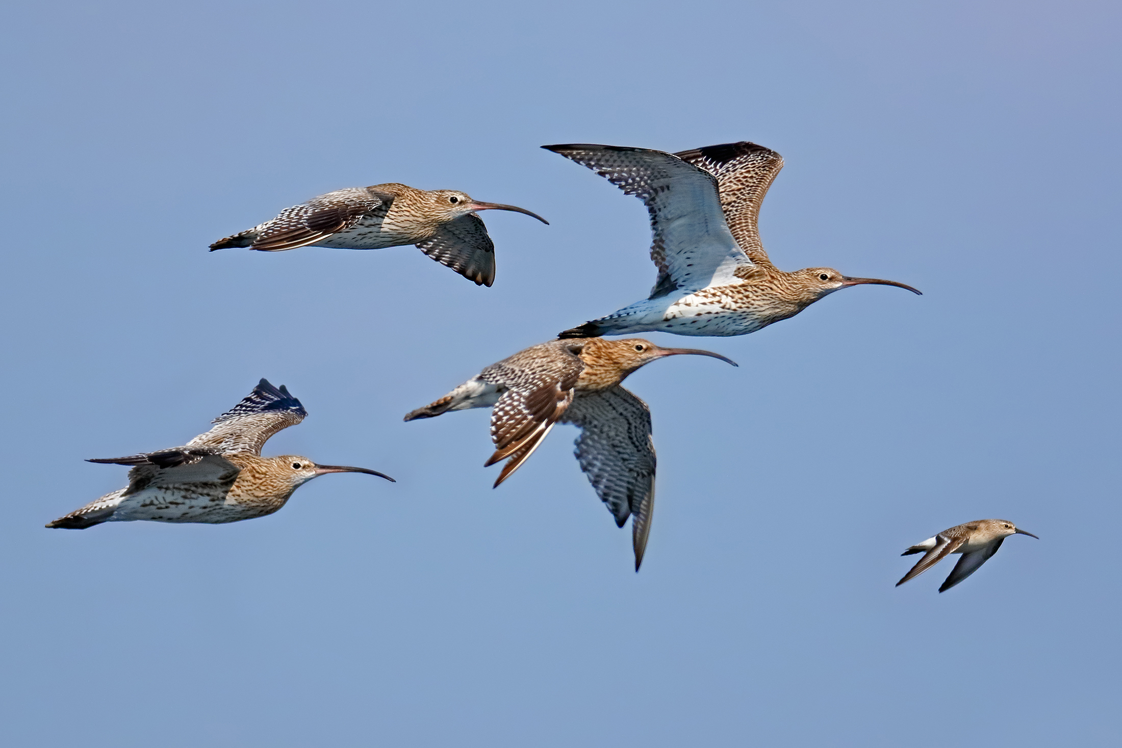 The Eurasian Curlews and sandpiper