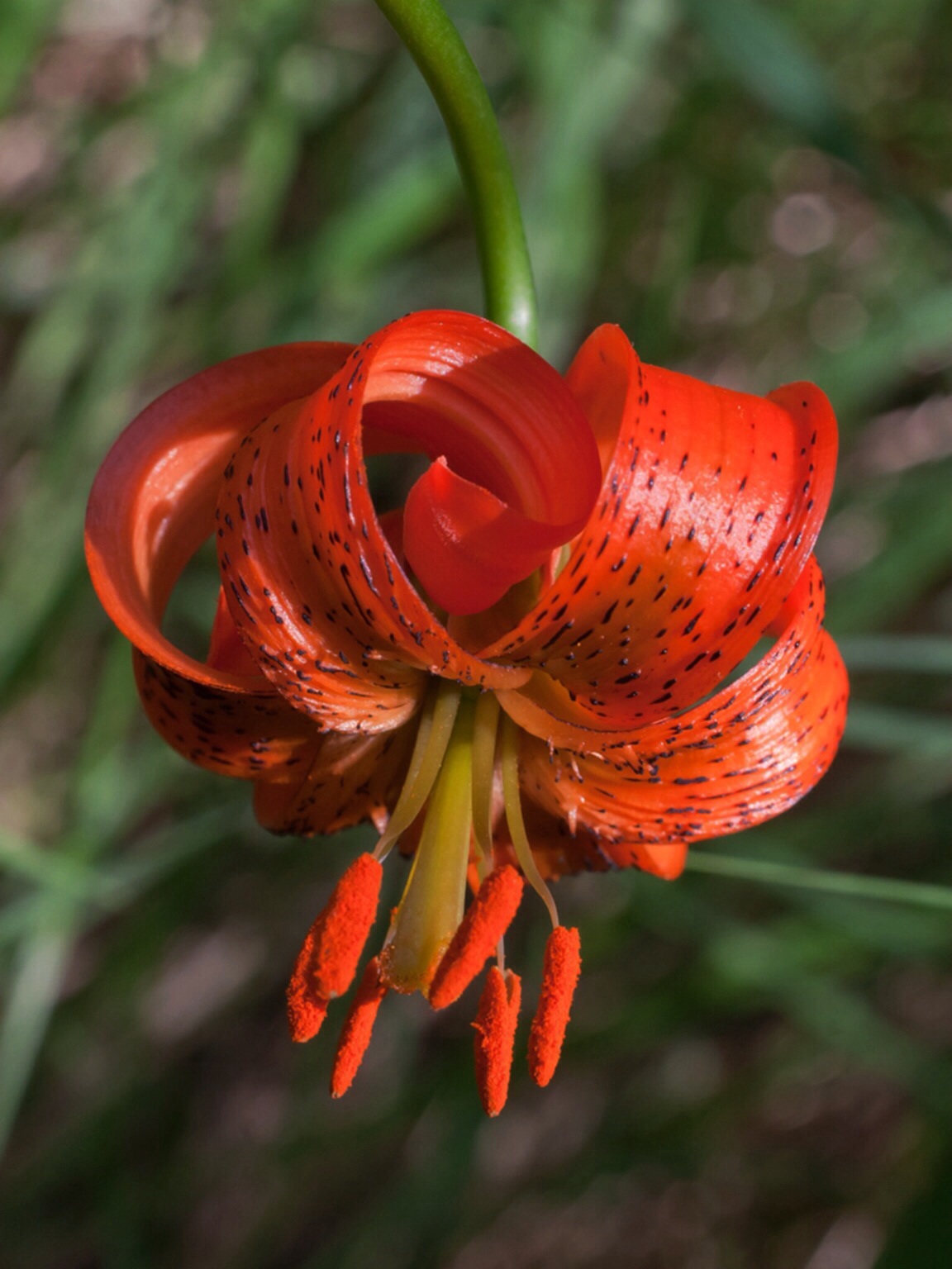 Lilium carniolicum