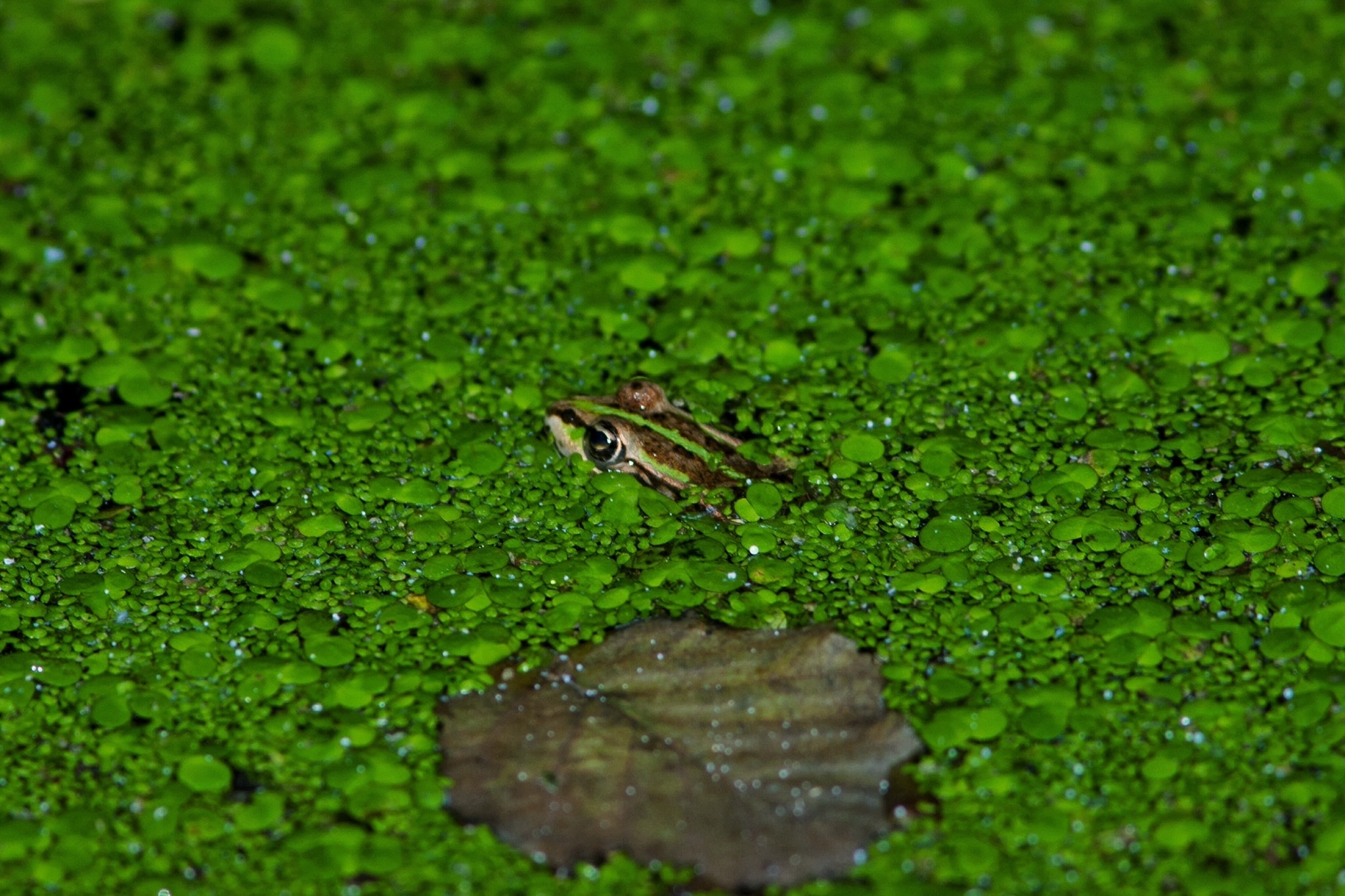 Duckweed with host