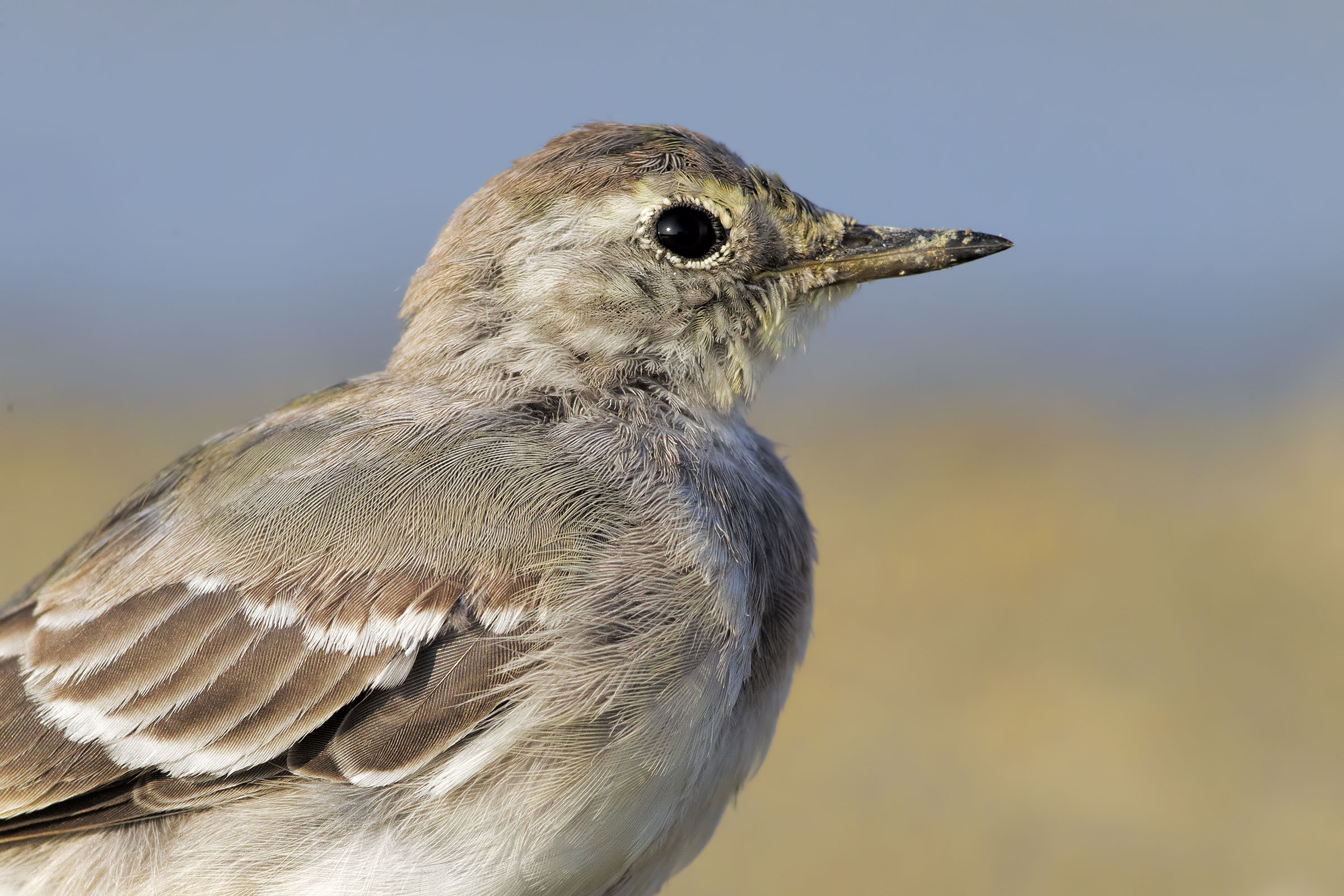 Giovane Ballerina curiosa