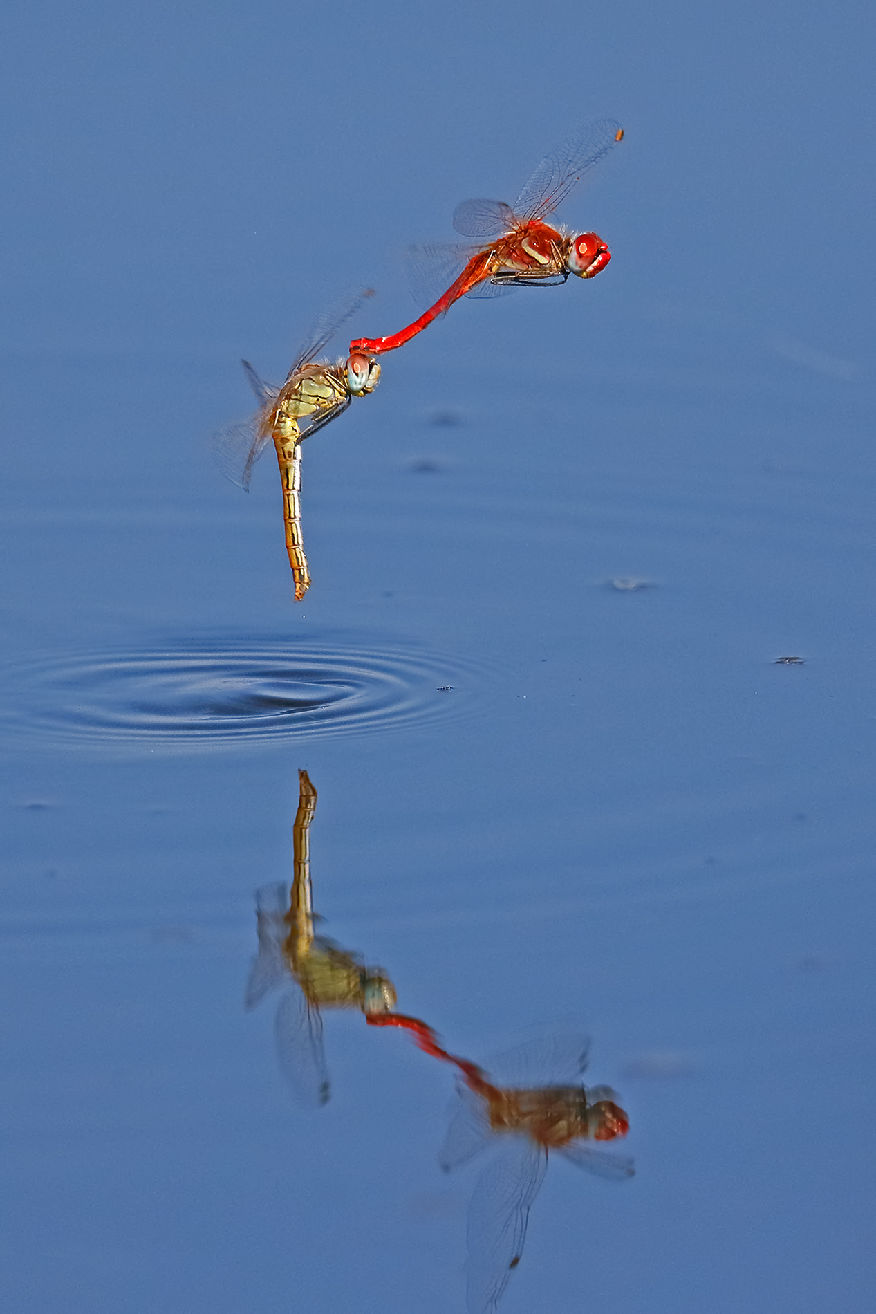 sympetrum fonscolombii - Deposizione