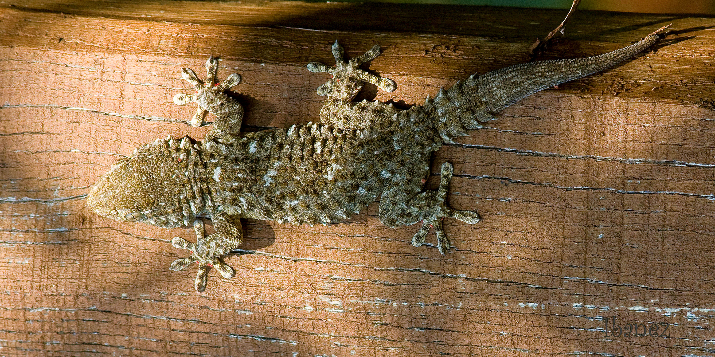 Gecko