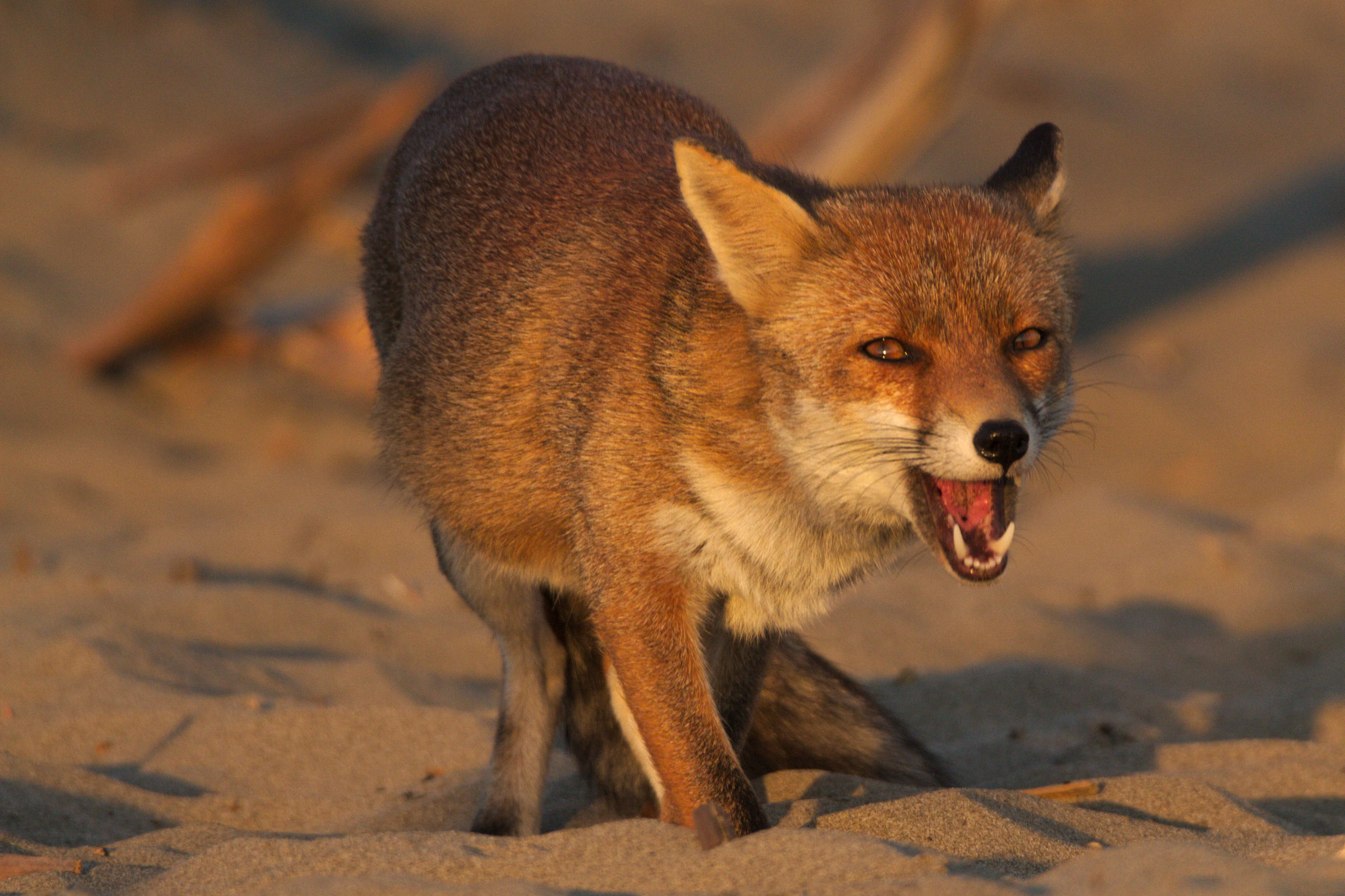 Fox does not like the photographer