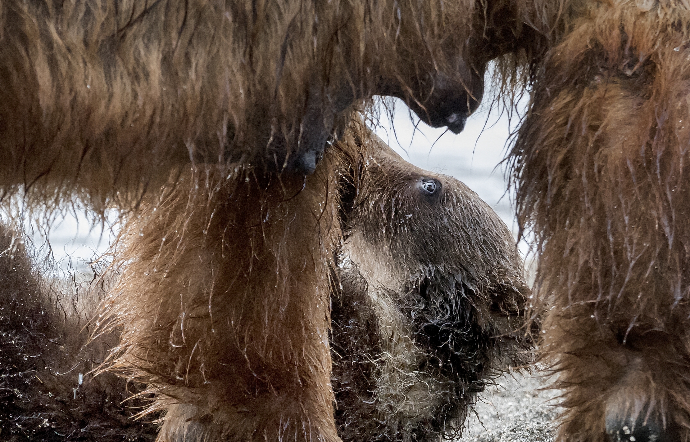Kamchatka 2016 - Sotto la mamma
