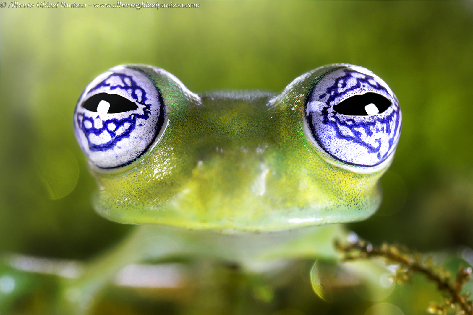 With two eyes so ...