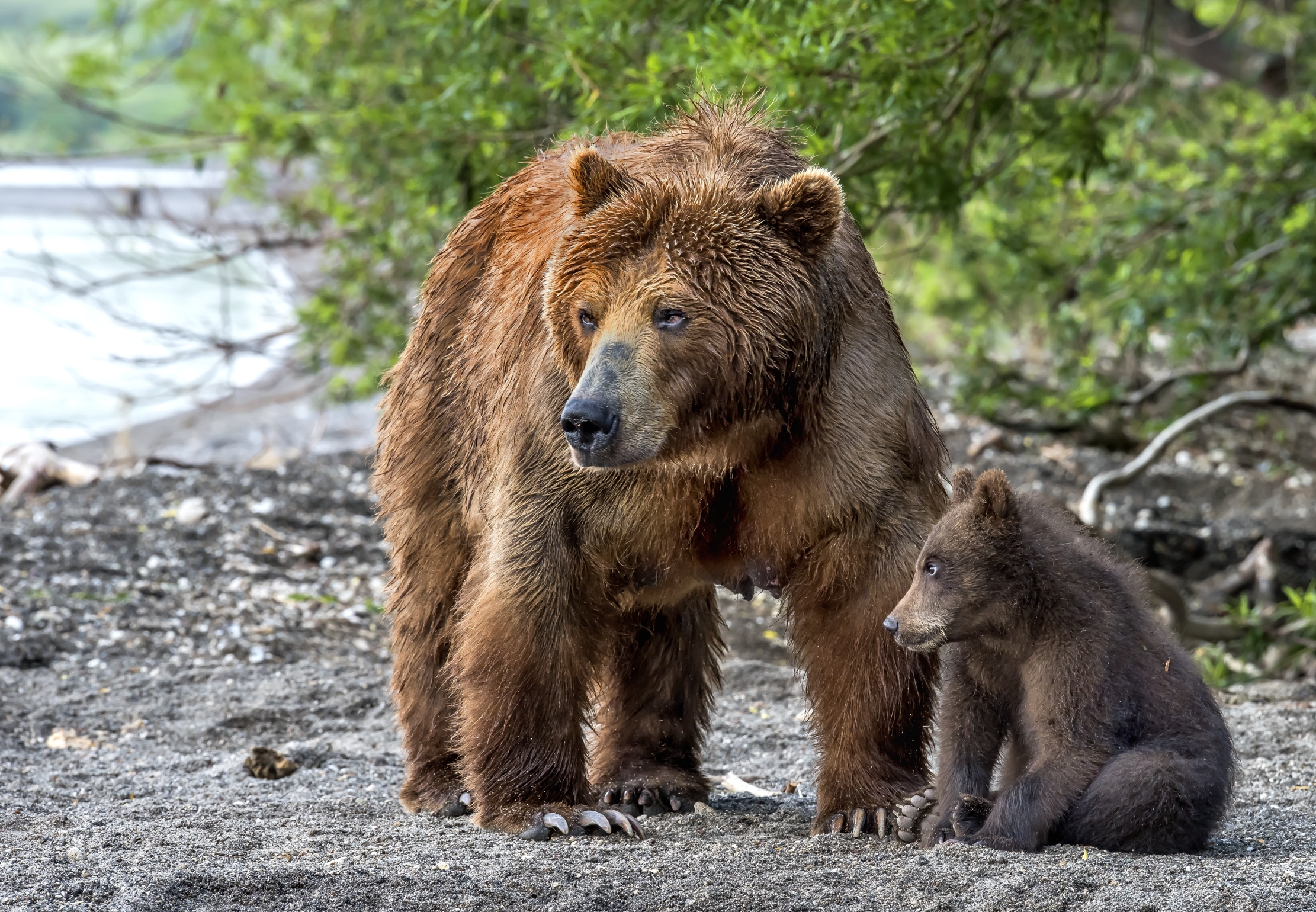 Kamchatka 2016 - Bears