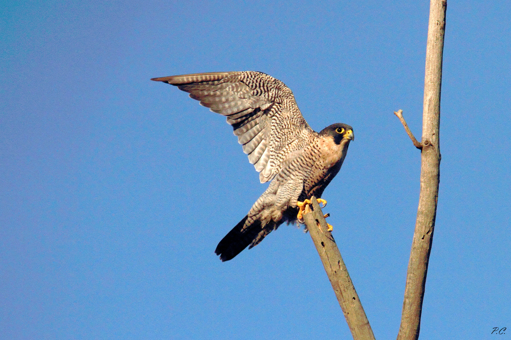 peregrine falcon