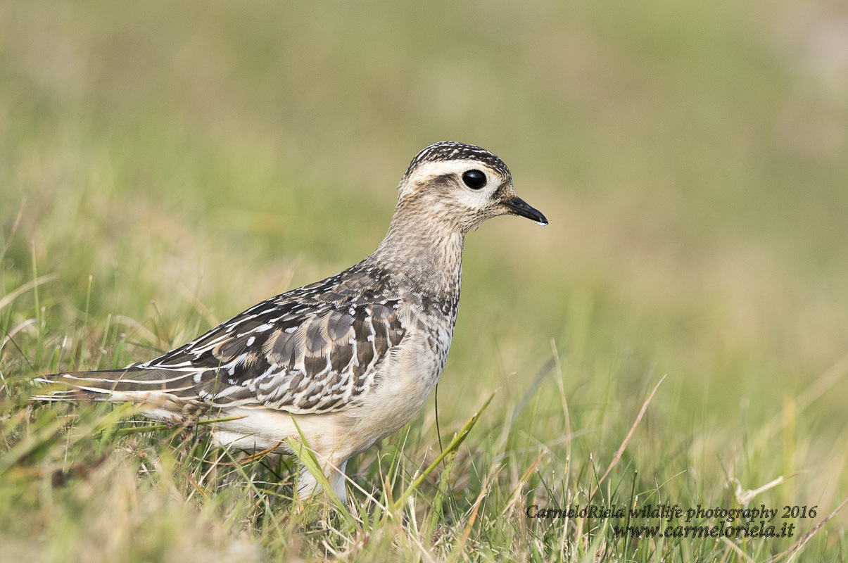 Piviere tortolino,con goccia d'acqua dal becco.