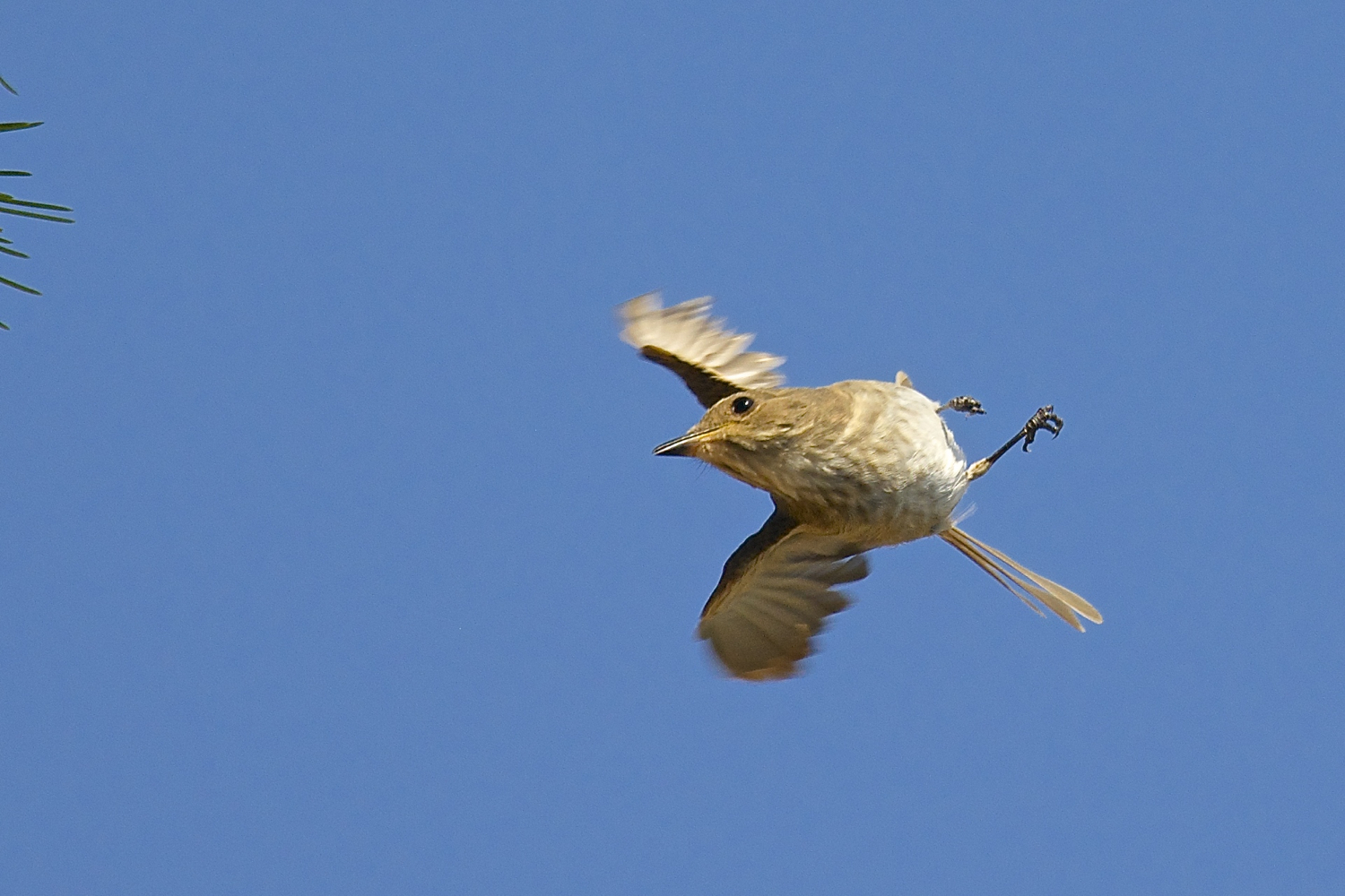 La virata del pigliamosche