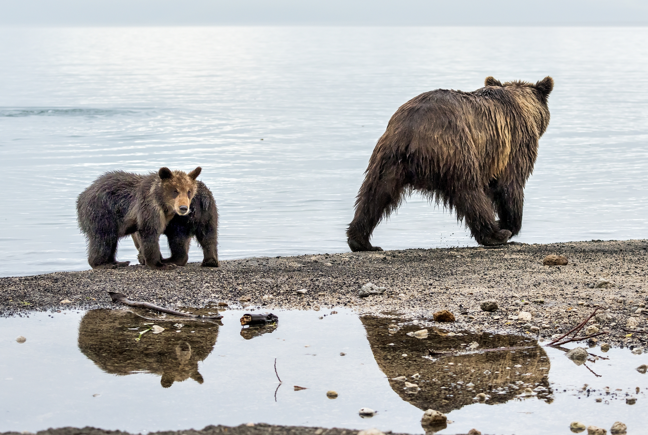 Kamchatka 2016 - Lo sguardo del cucciolo