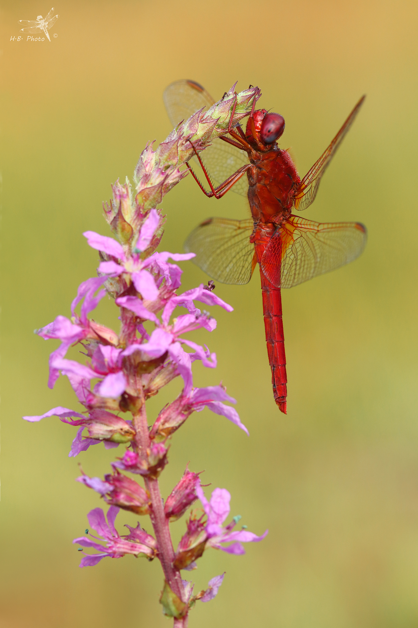 erxthraea Crocothemis, maschio