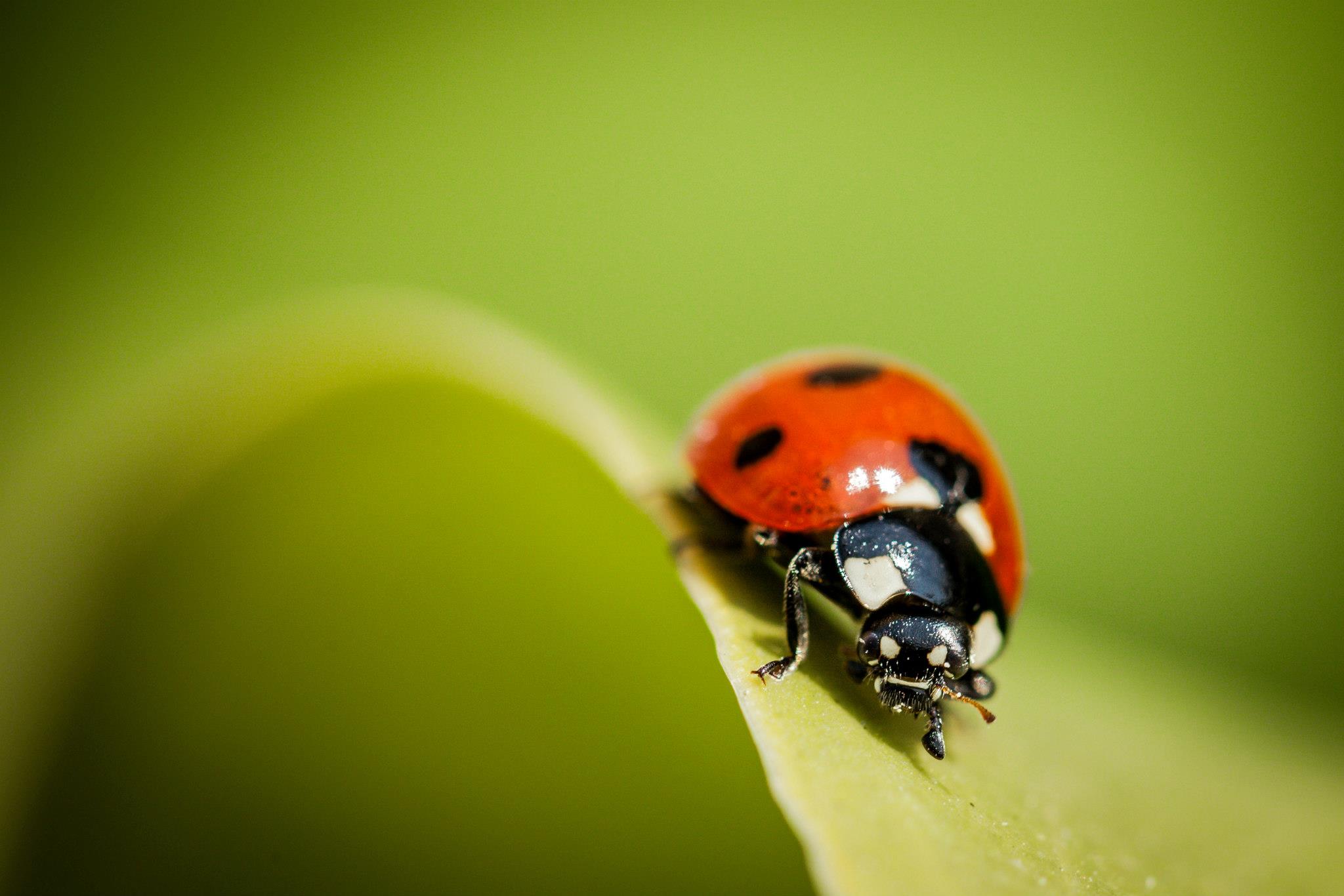 Coccinella