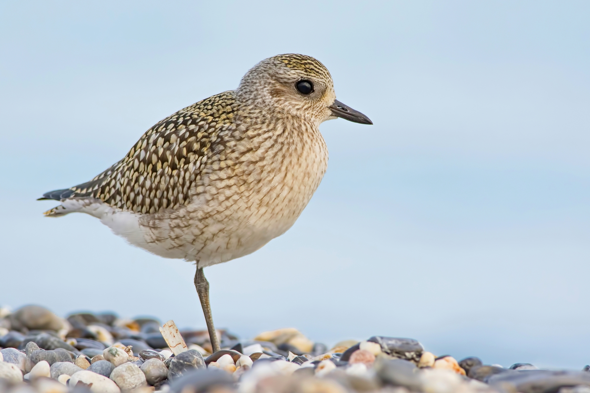 Grey Plover