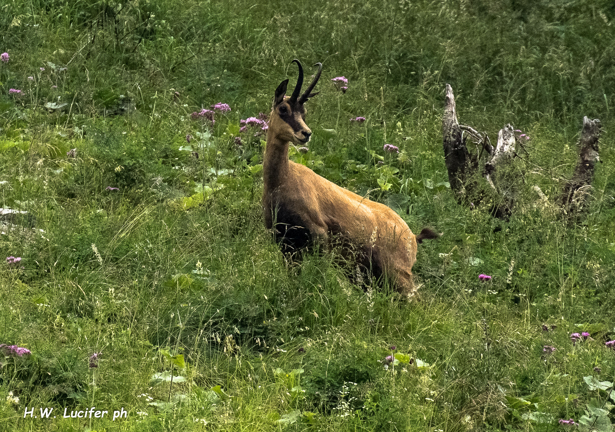 Camoscio presso Casera Cimonega (Dolomiti feltrine)