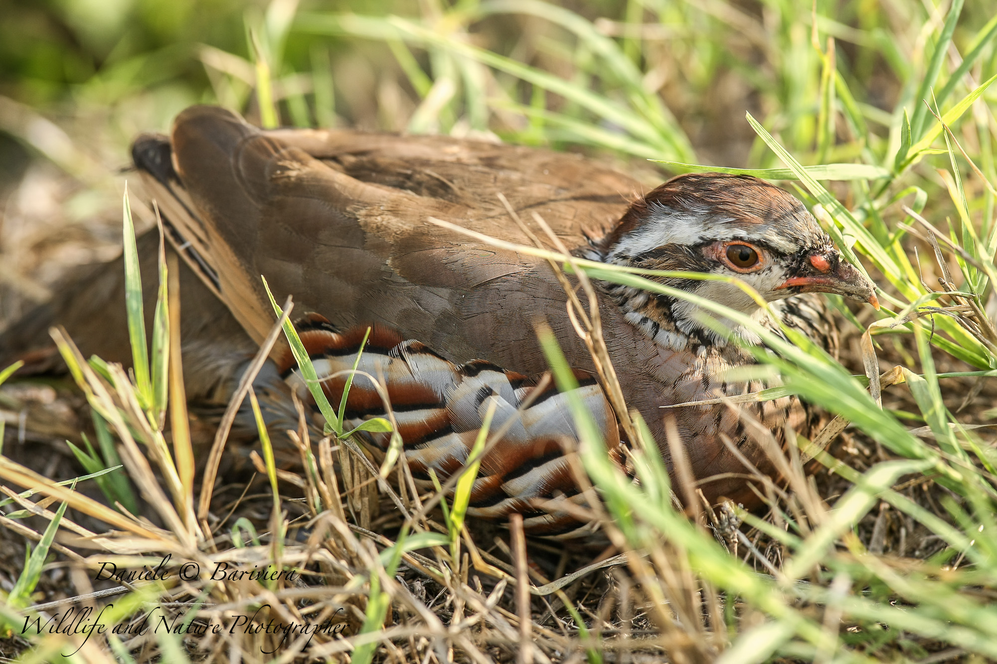 Pernice rossa (Alectoris rufa)