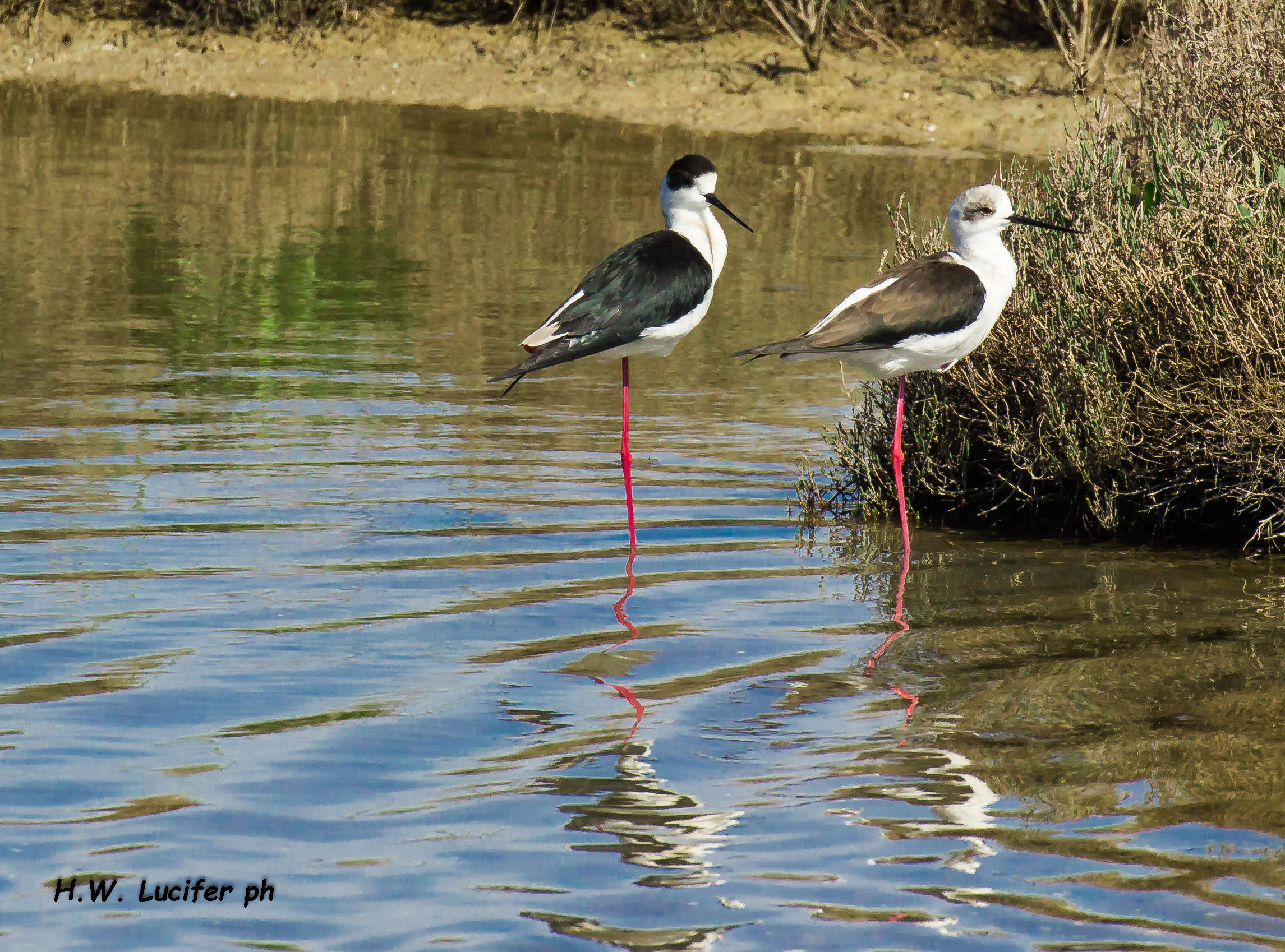 Cavaliere e cavaliera