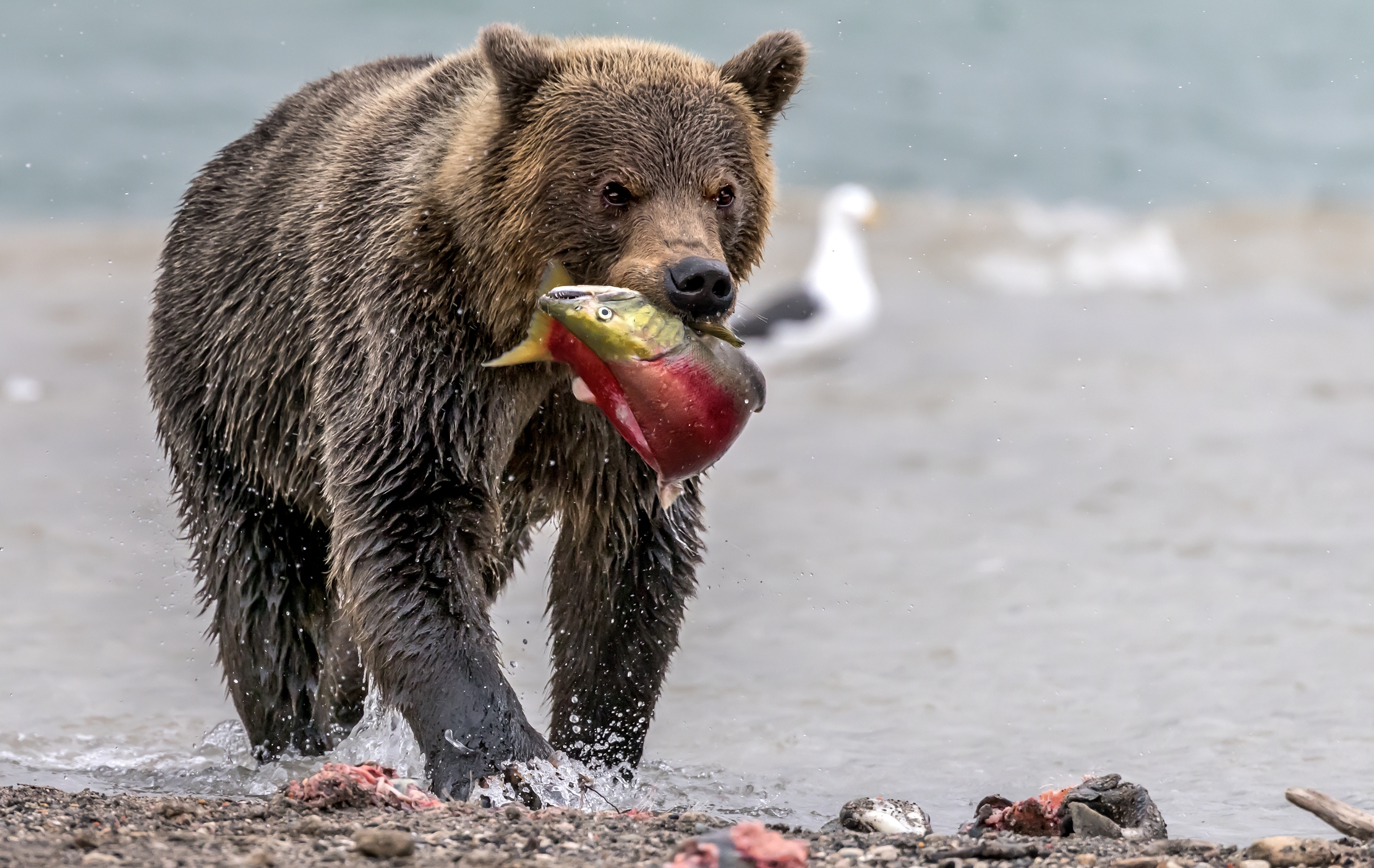 Kamchatka 2016 - Salmone fresco