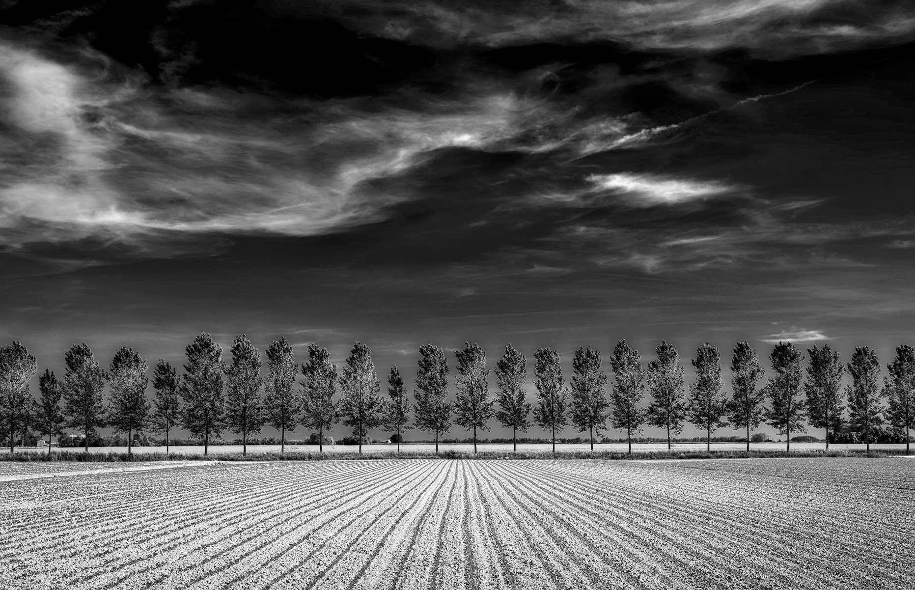 All lined Black and White