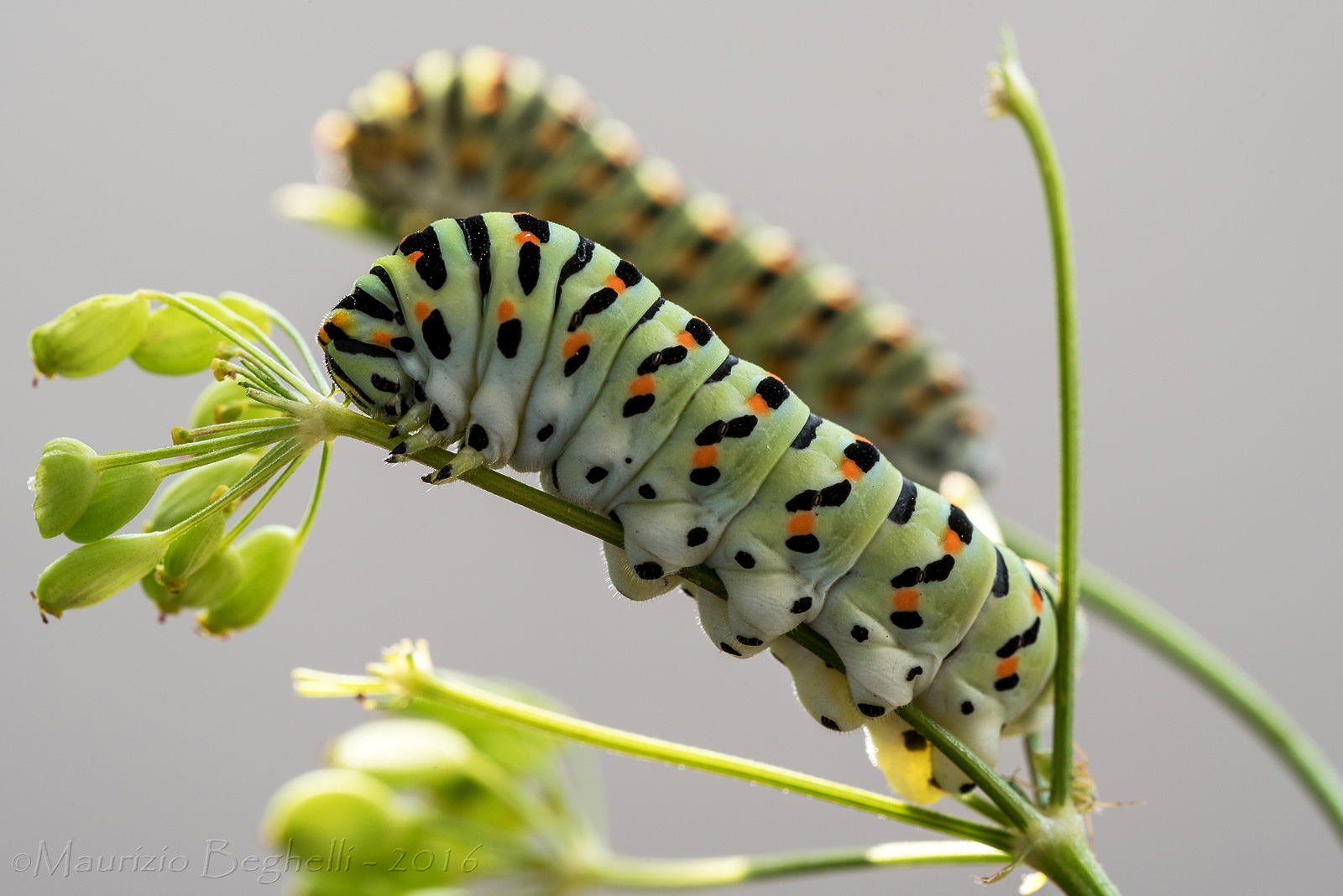 pair of caterpillars Machaon