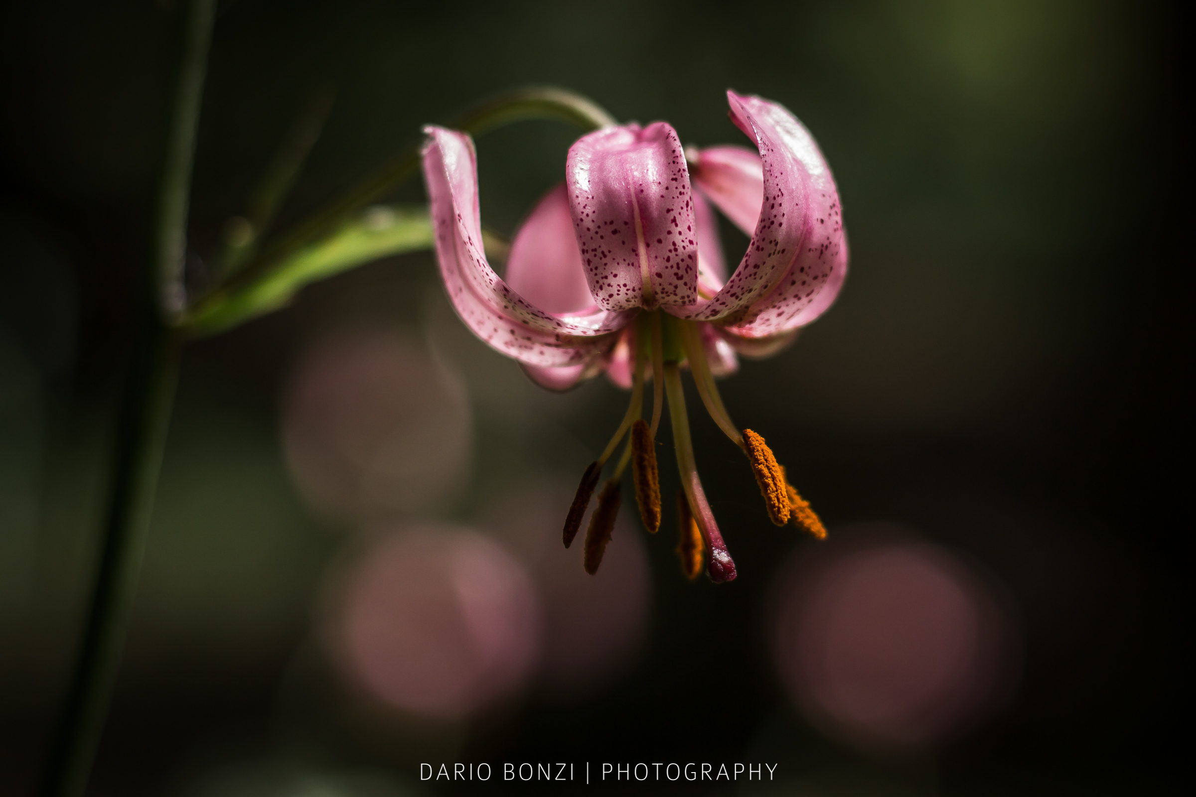 Lilium martagon
