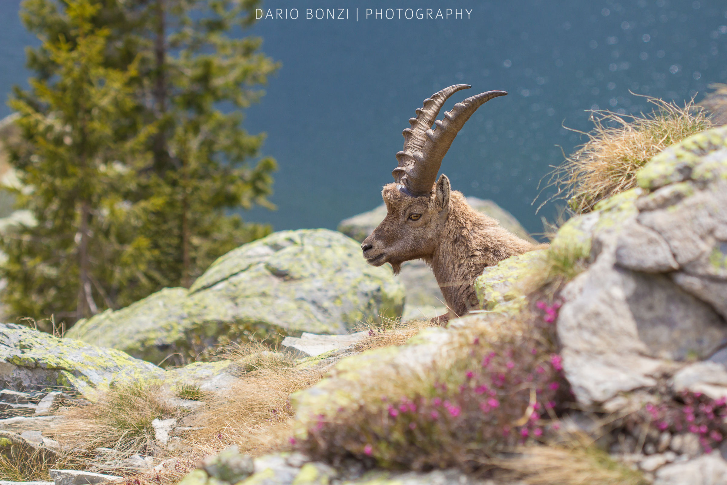 Primavera in alta quota