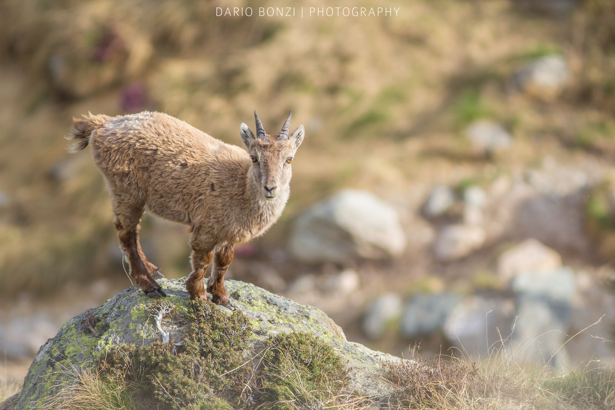 Giovane stambecco