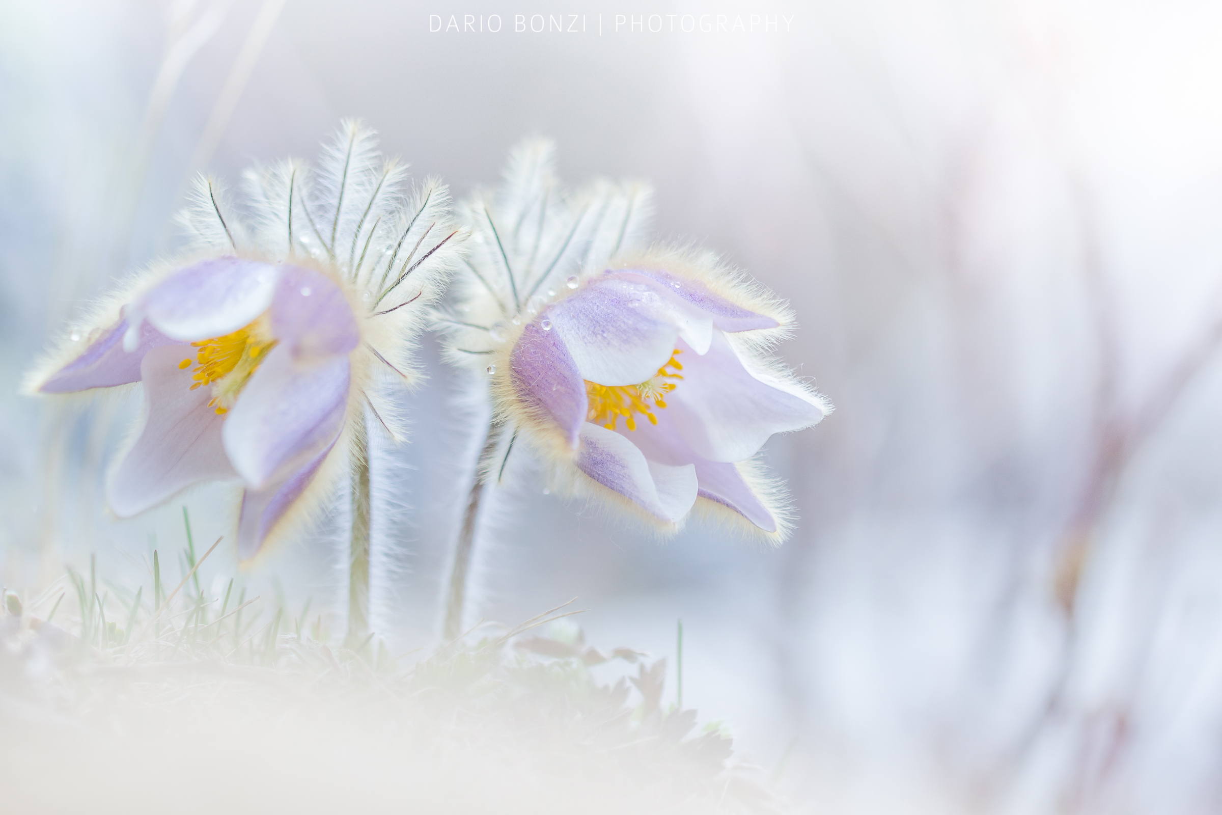 Pulsatilla vernalis