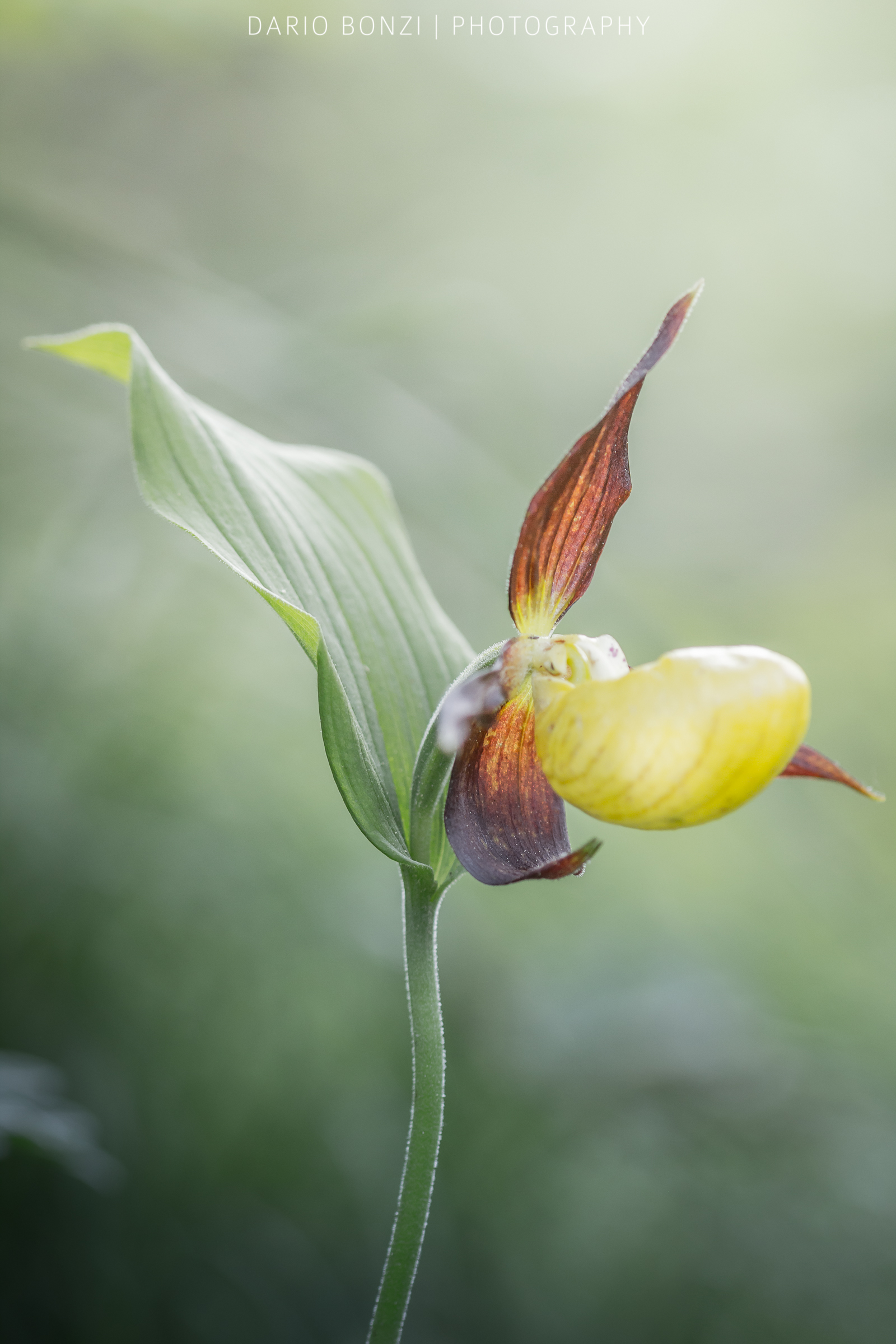 Cypripedium calceolus