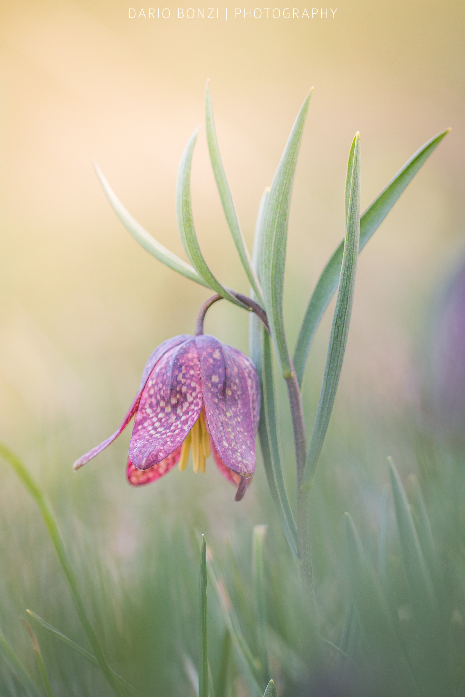 Fritillaria tubiformis