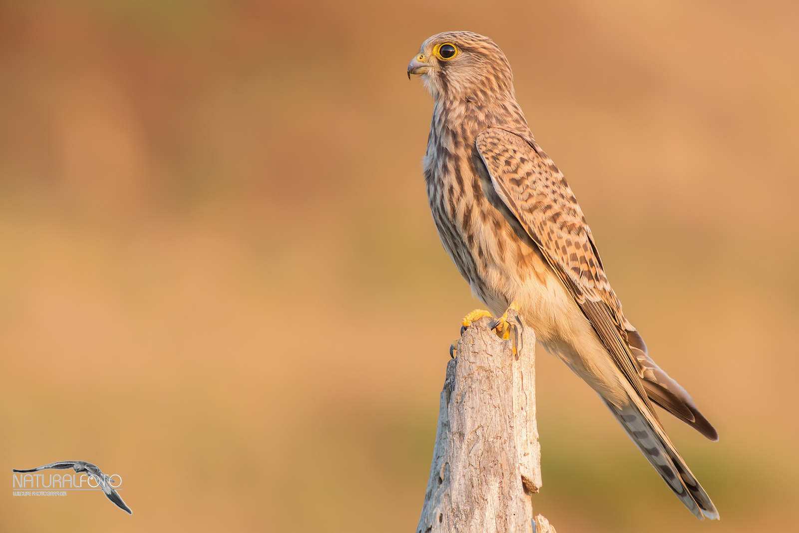 Last chance, kestrel