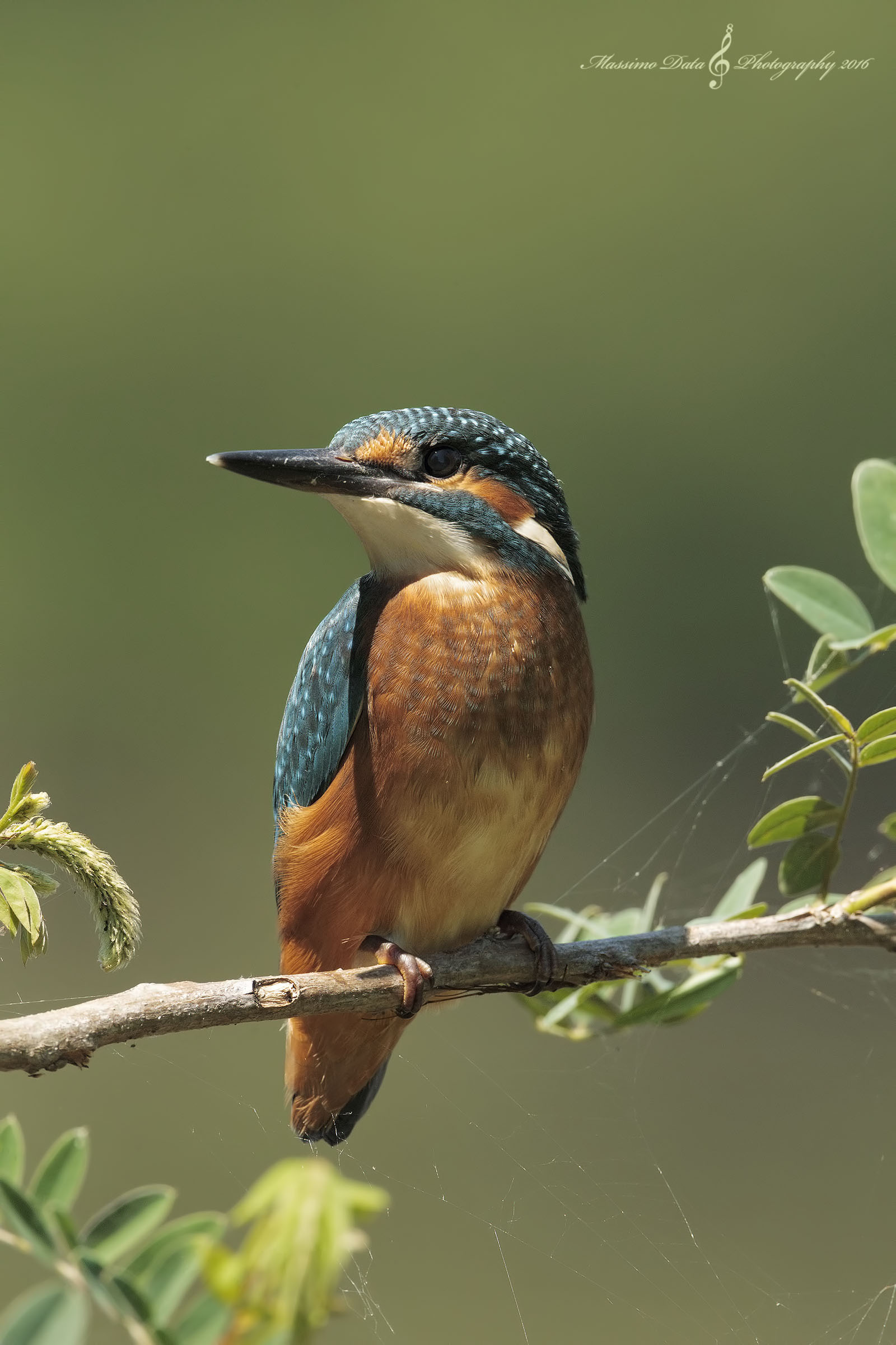 Kingfisher