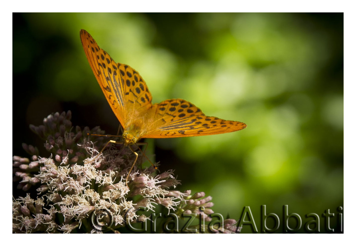 Farfalla