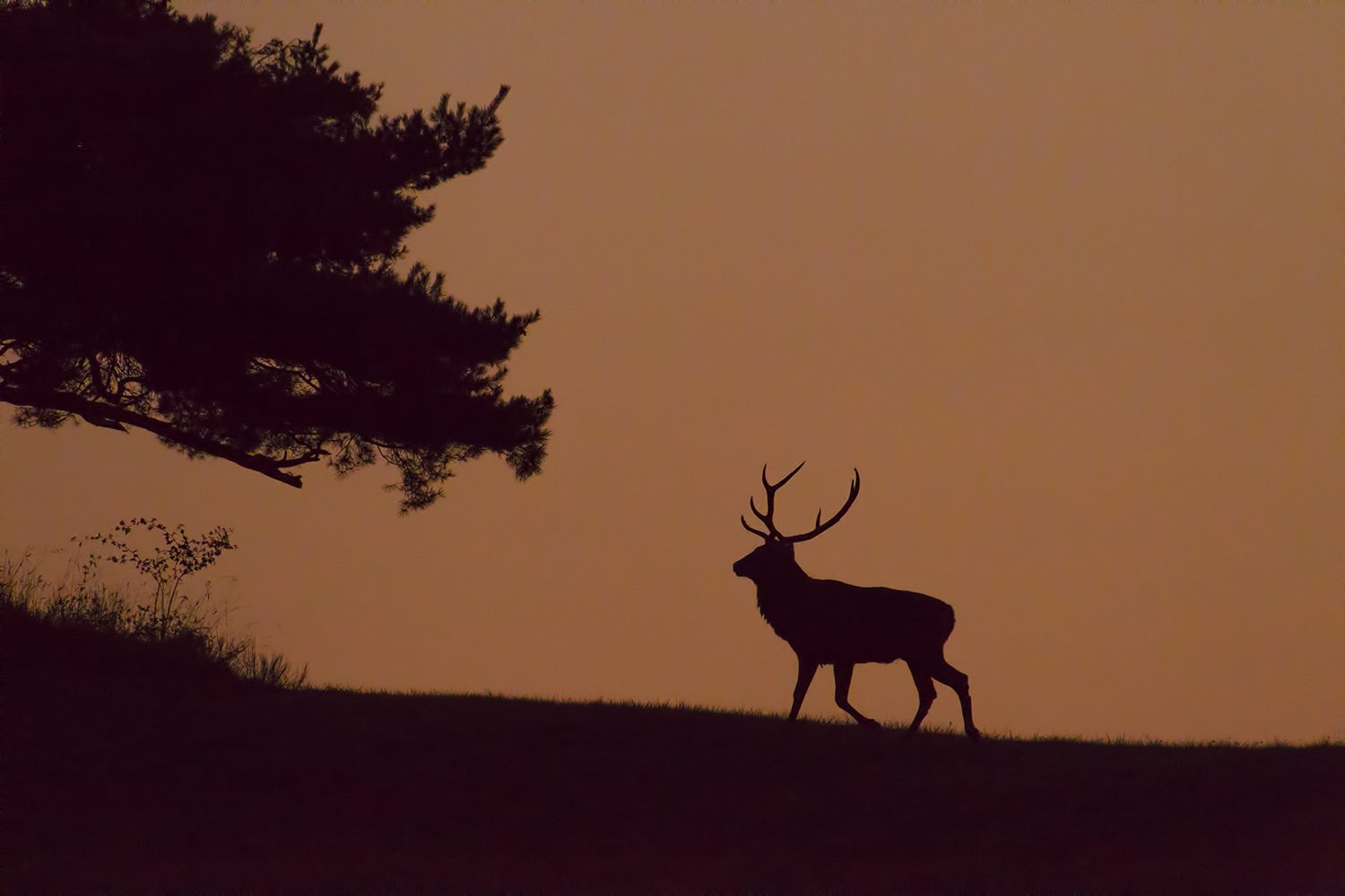 Silhouette
