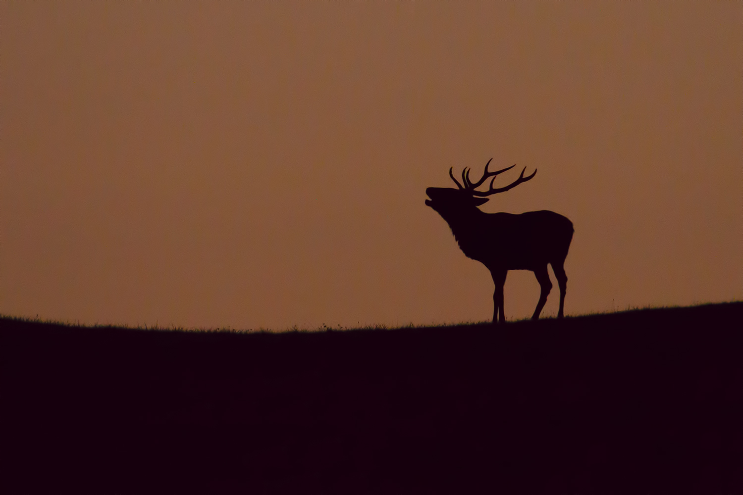 Bramito all'alba