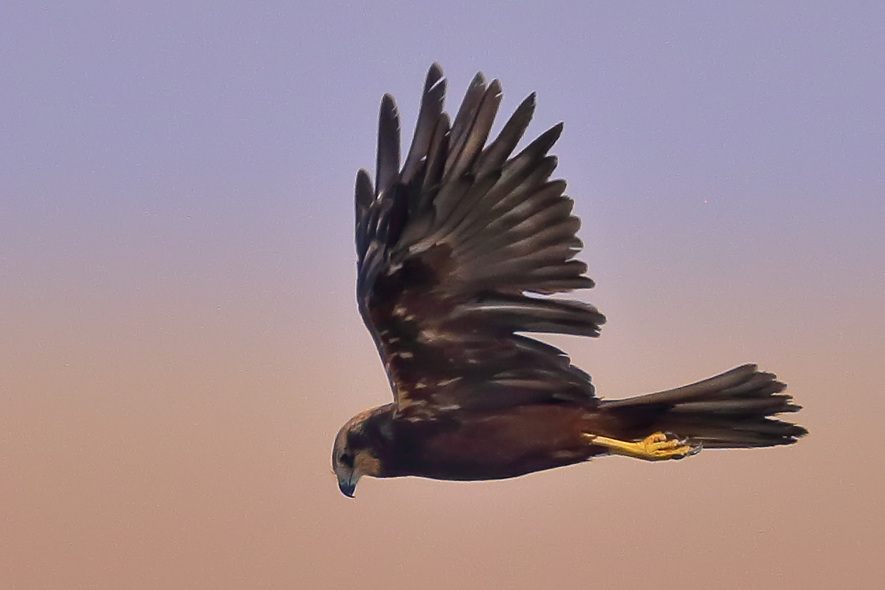 Harrier hunting from above
