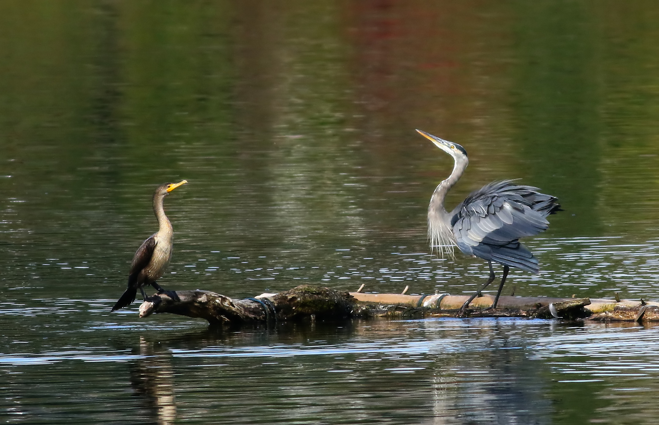 Il fattore di intimidazione