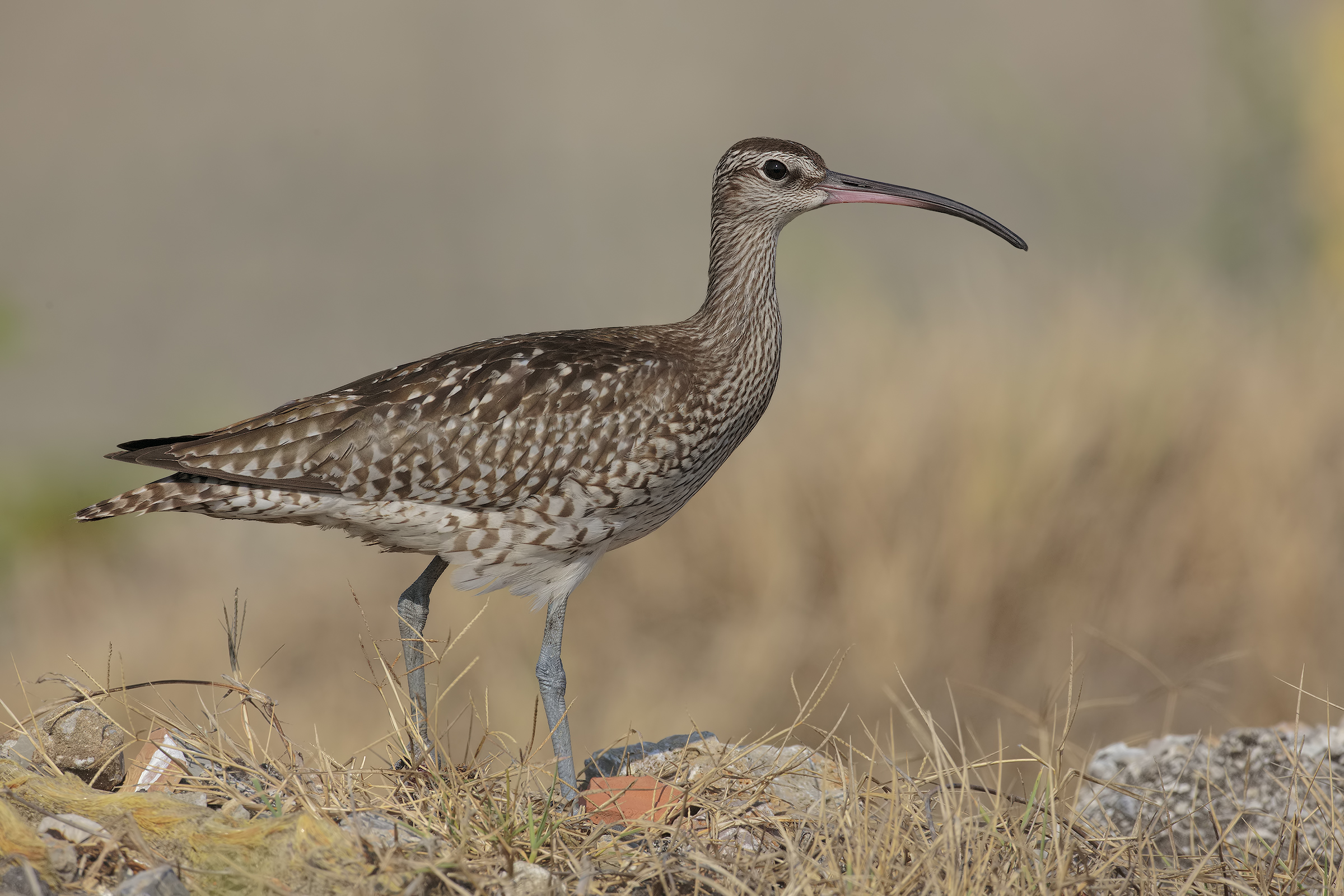 Curlew Minor