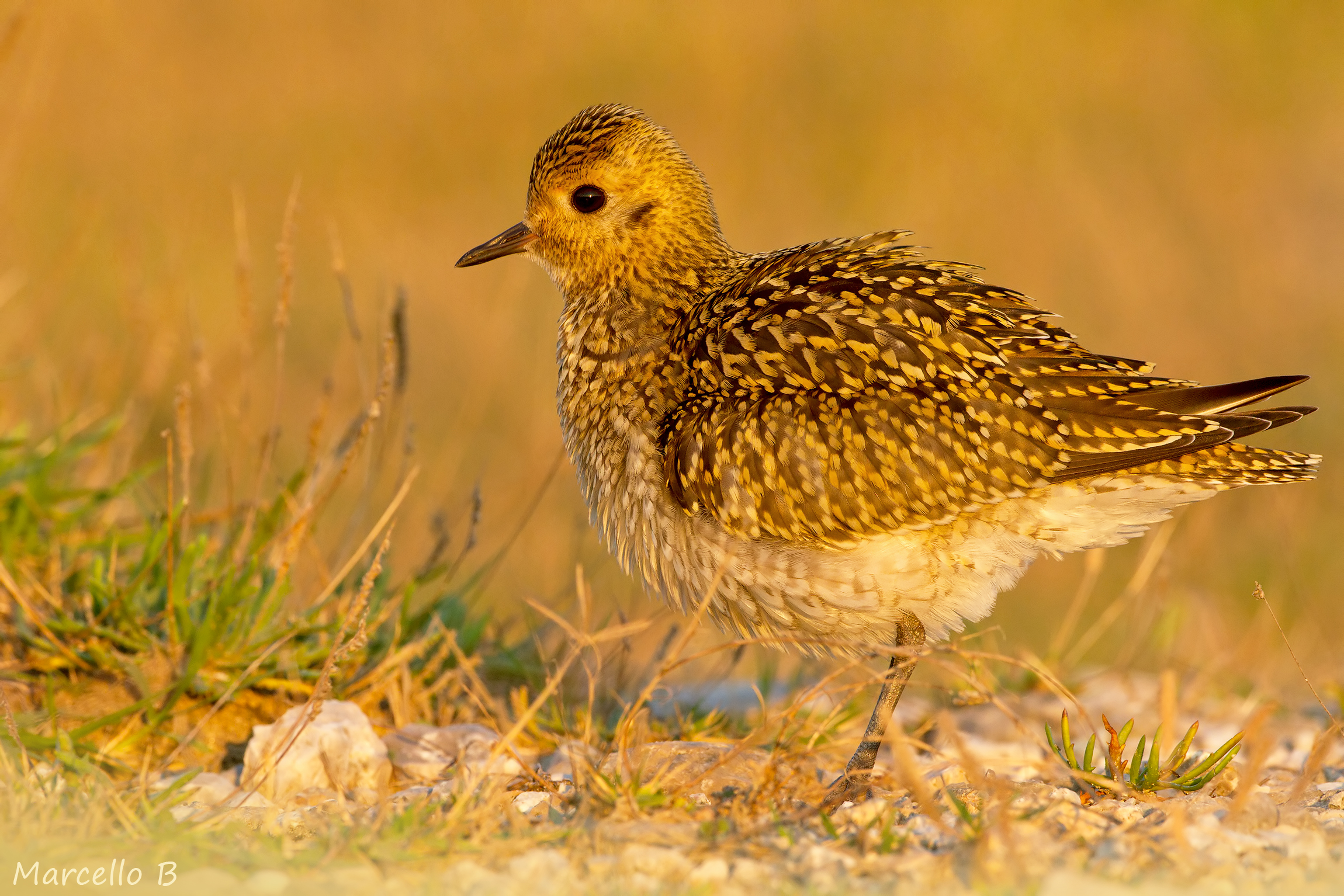 Golden plover.
