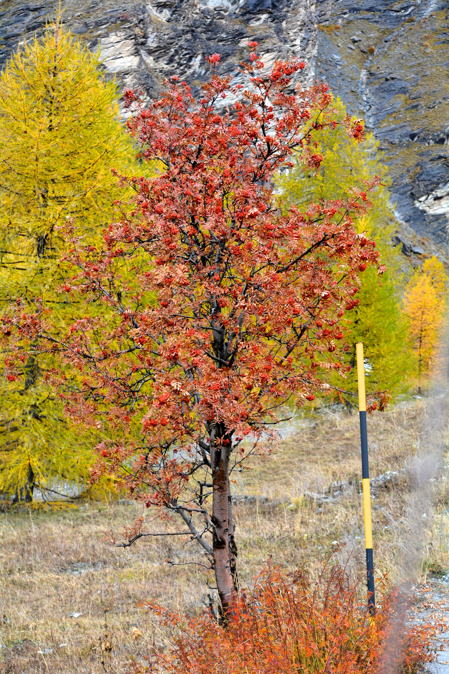Roschemolles bardonecchia