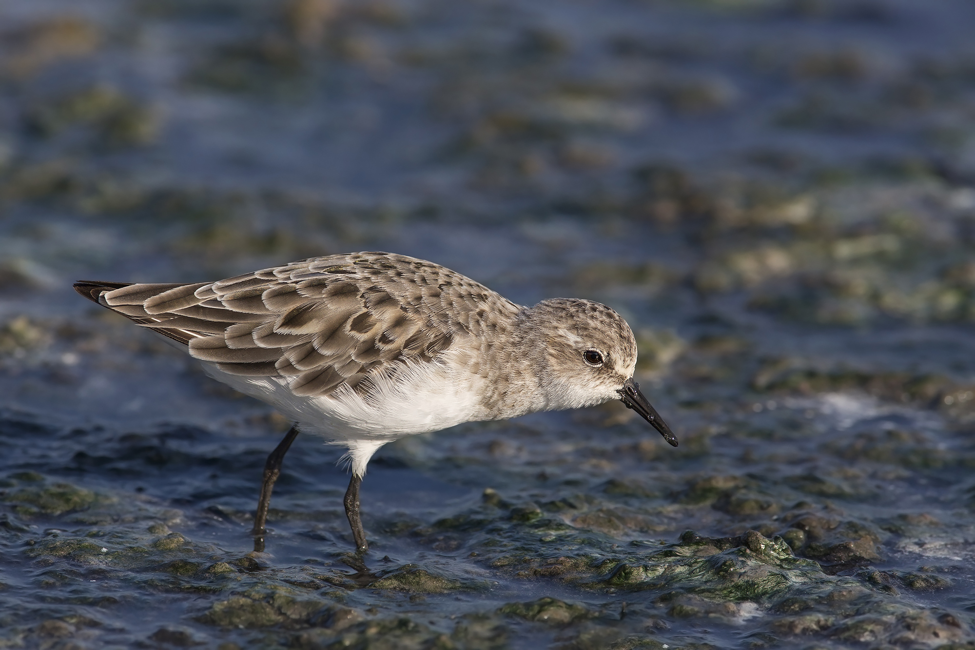 gambecchio comune (calidris minuta)