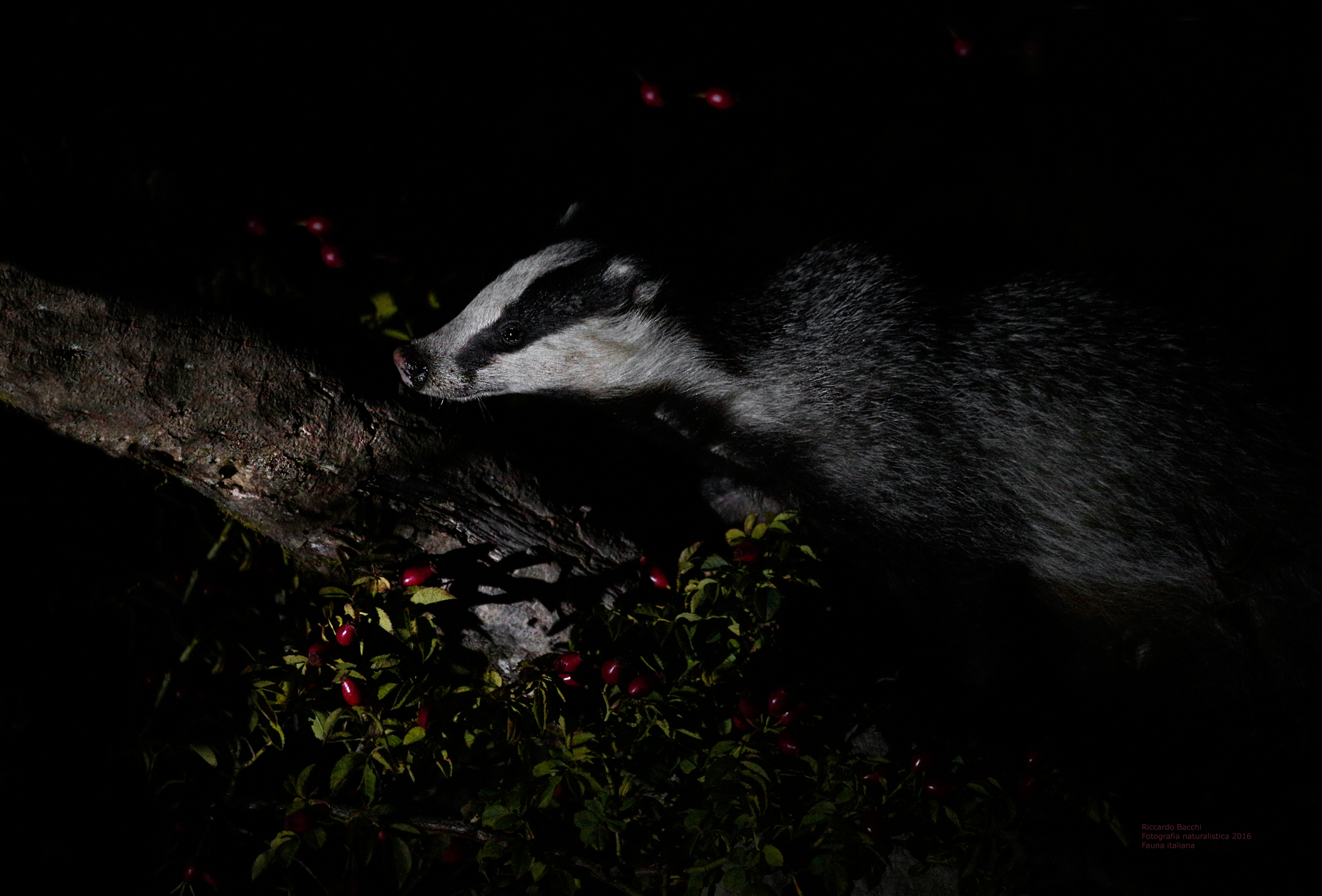 the ghost of Sir Badger