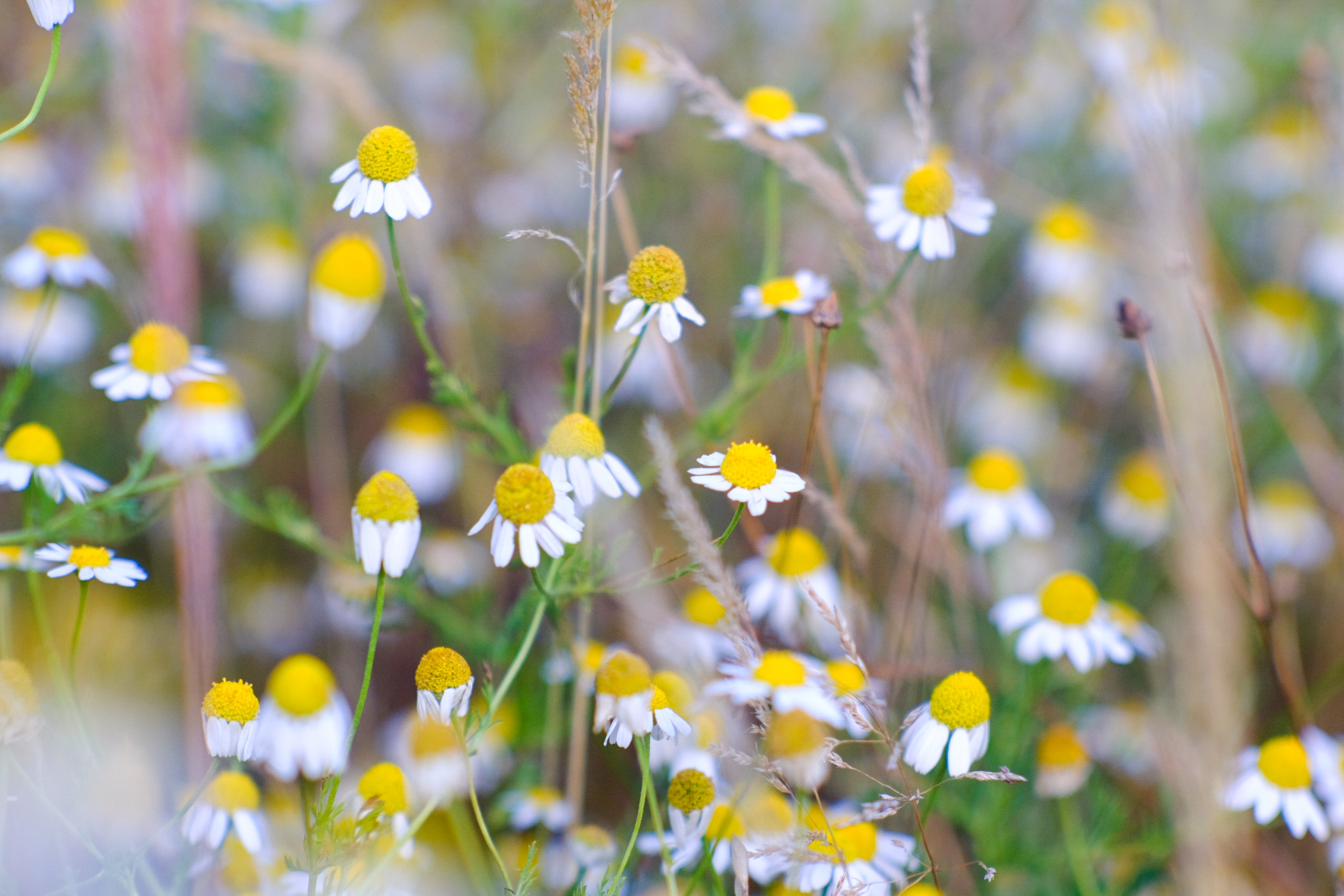 Matricaria chamomilla